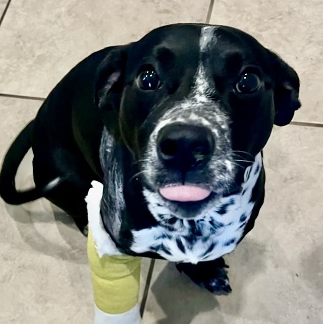 Enlarge Frankie, a Adopted mixed breed in Westminster, CO image 6/6