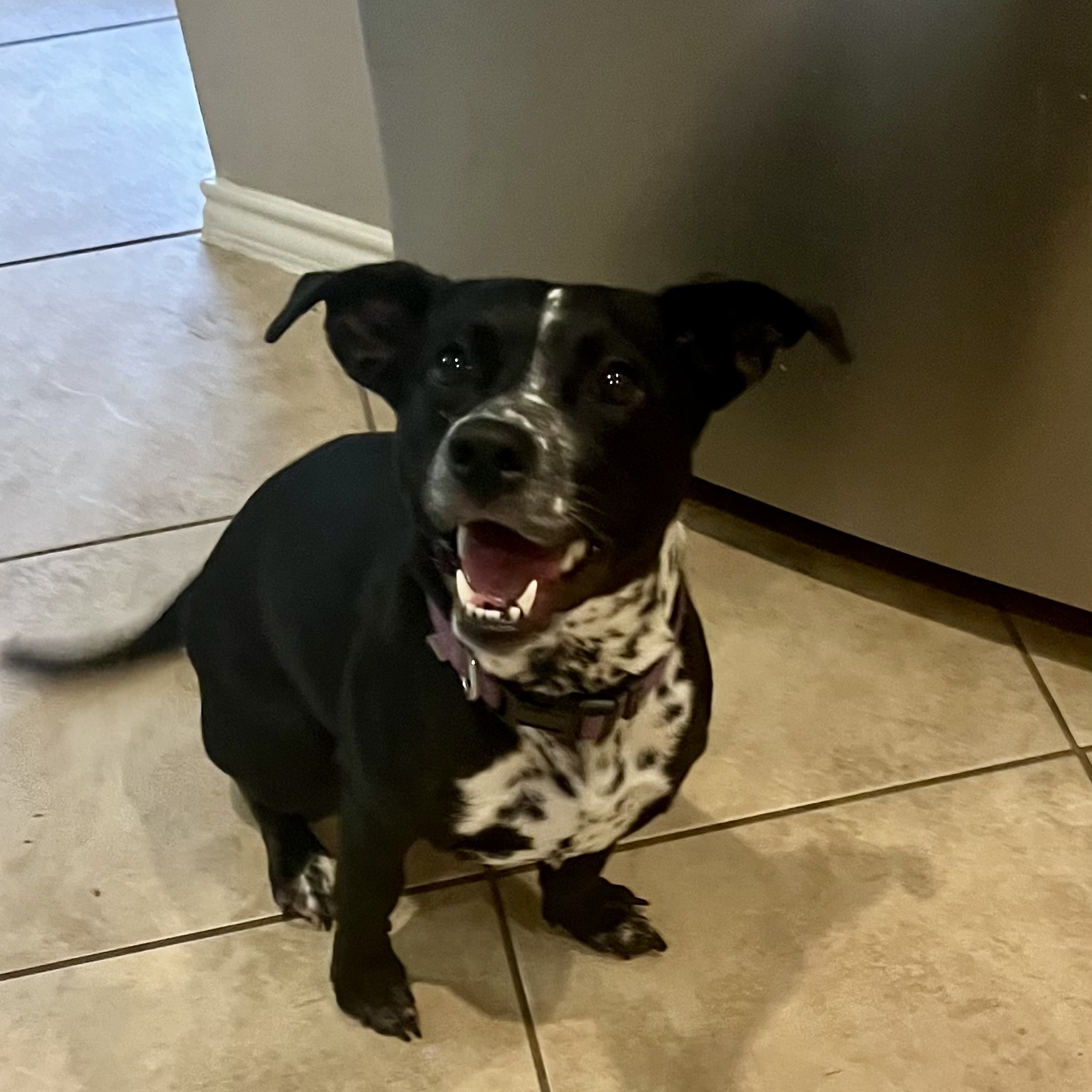 Enlarge Frankie, a Adopted mixed breed in Westminster, CO image 5/6