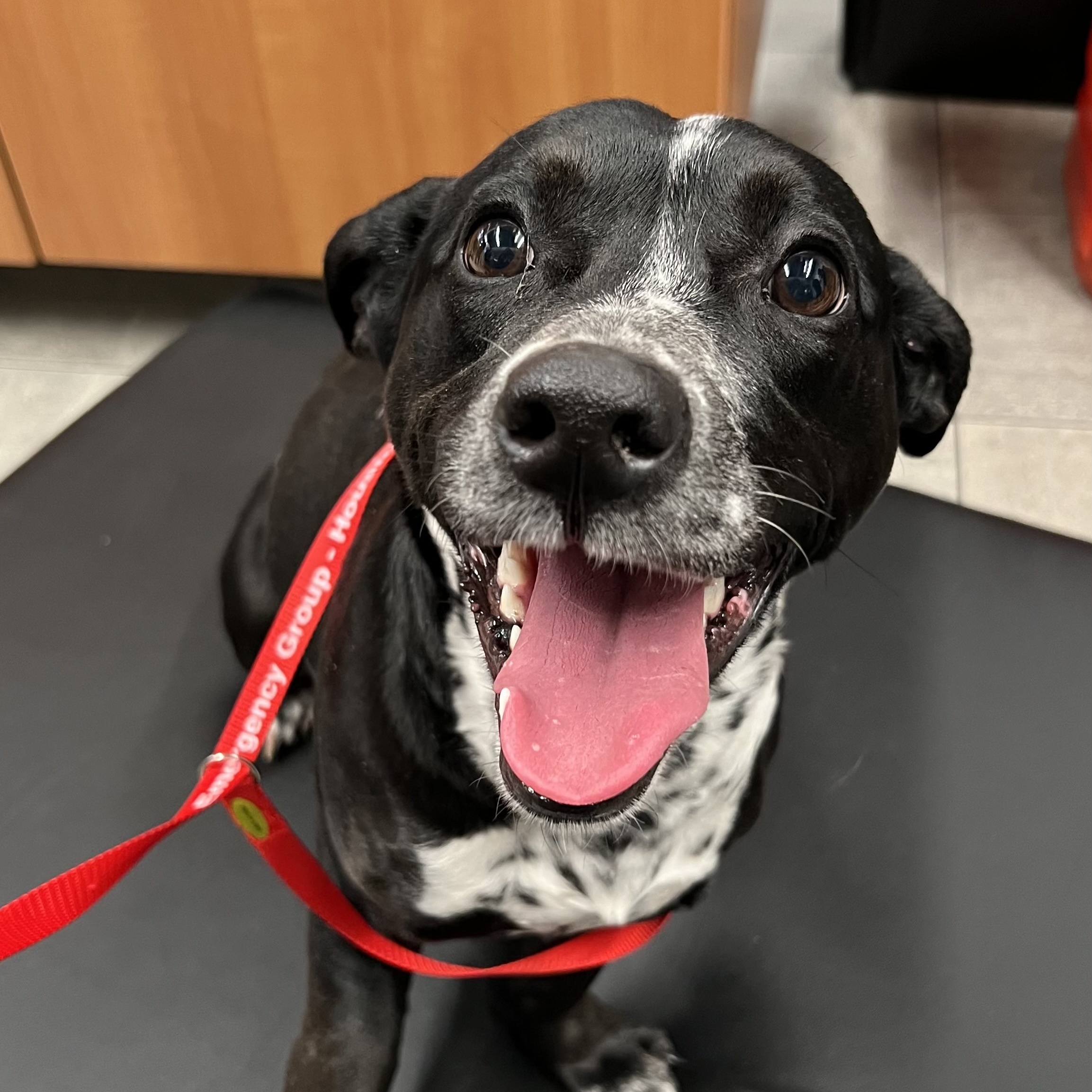 Enlarge Frankie, a Adopted mixed breed in Westminster, CO image 1/6