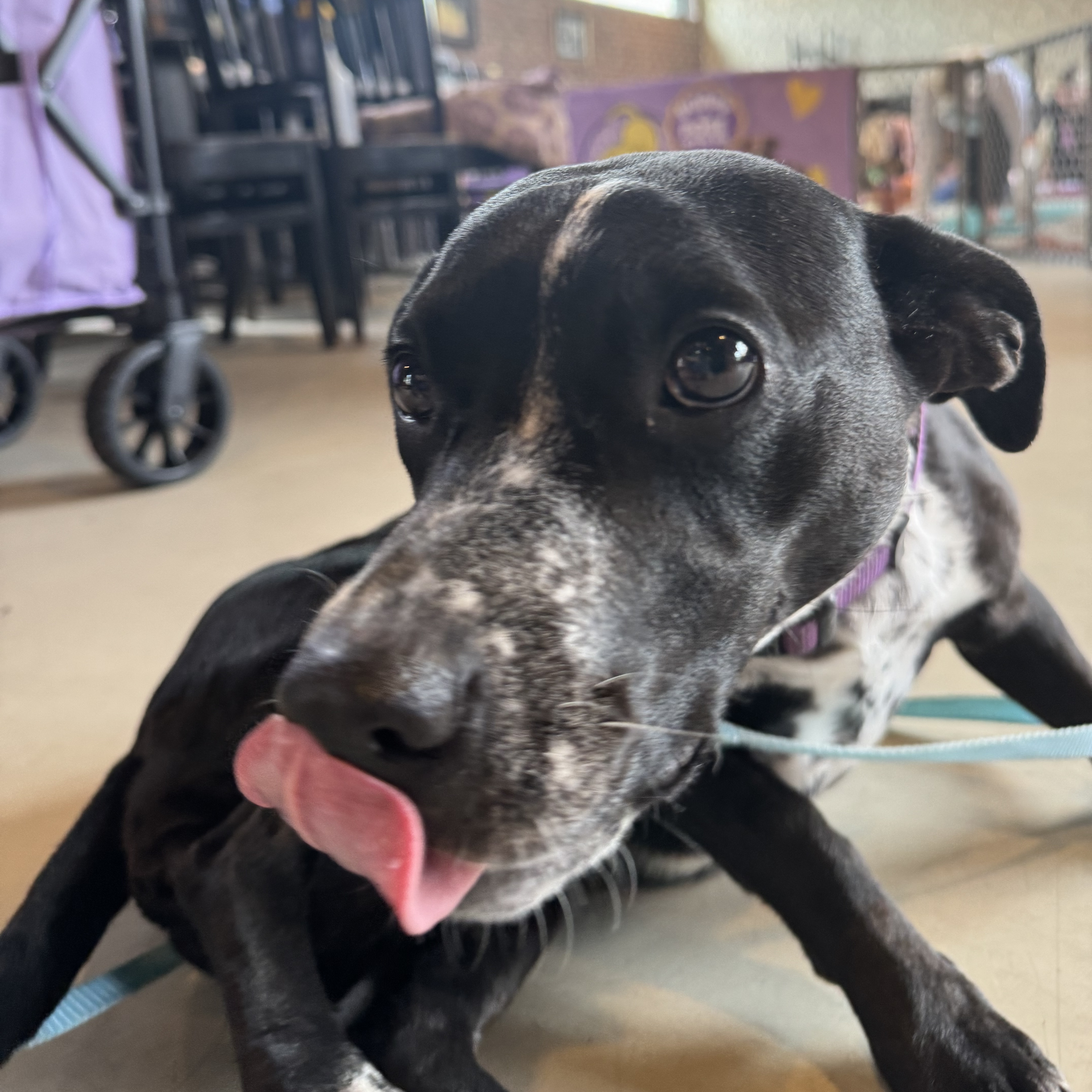 Enlarge Frankie, a Adopted mixed breed in Westminster, CO image 2/6