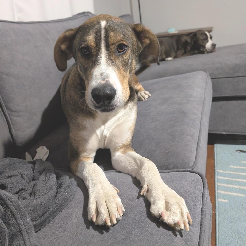 Enlarge Woody, a Adoptable Mixed Breed in Alexandria, VA image 2/6