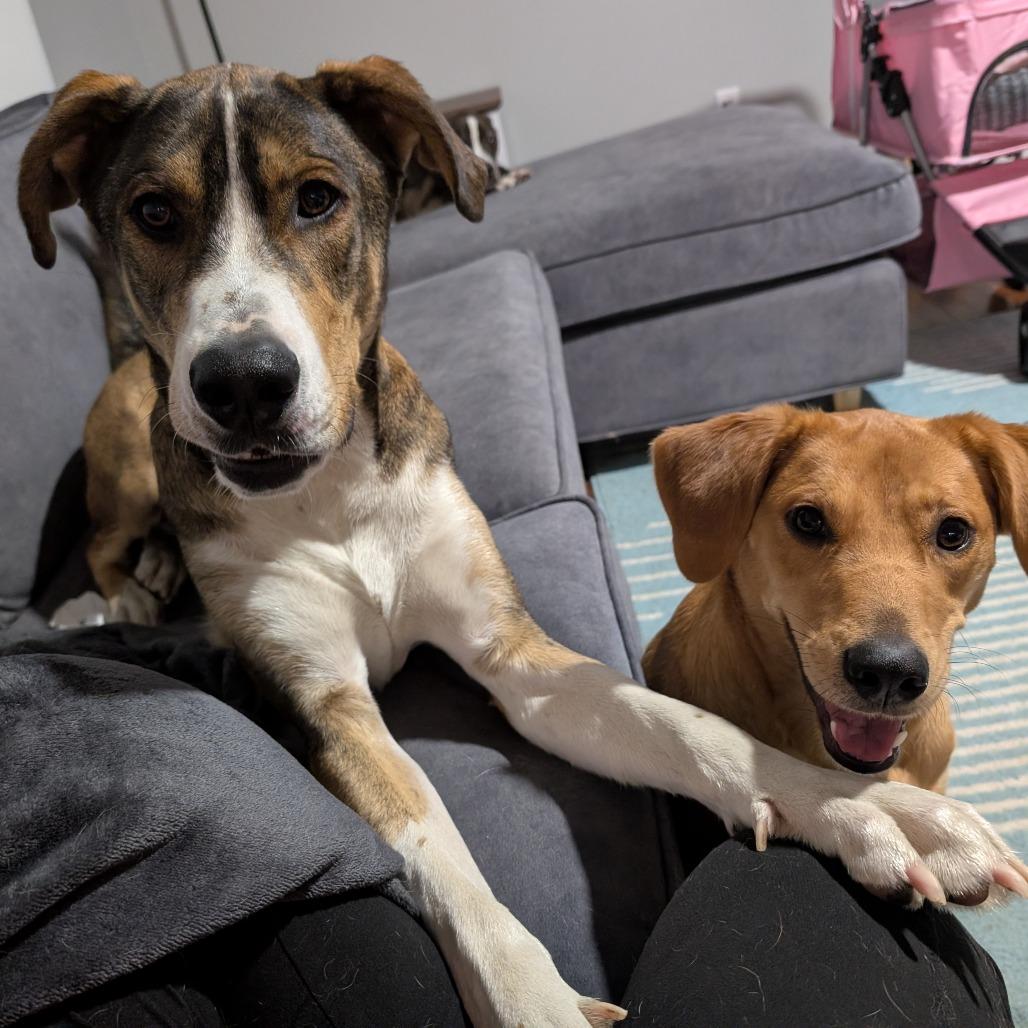 Enlarge Woody, a Adoptable Mixed Breed in Alexandria, VA image 3/6