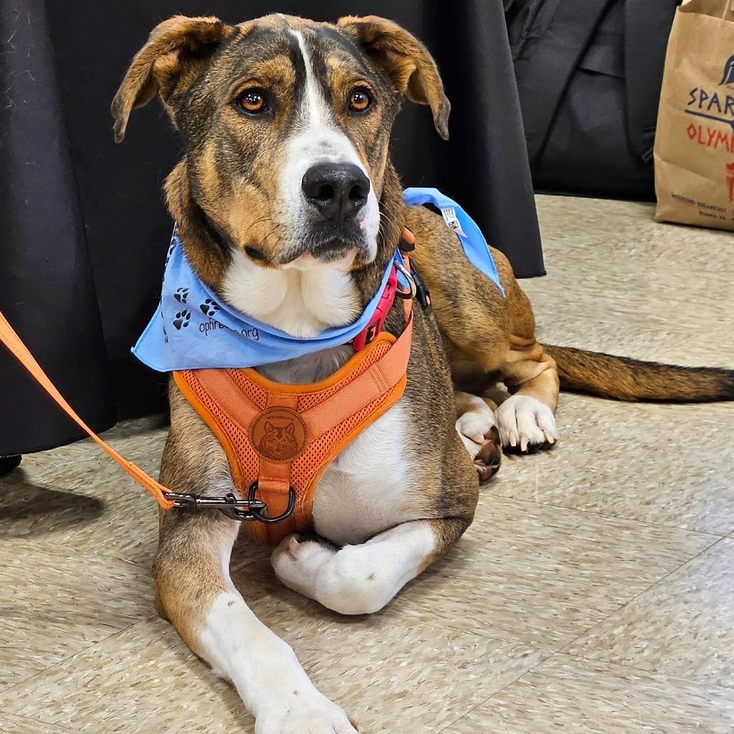 Enlarge Woody, a Adoptable Mixed Breed in Alexandria, VA image 6/6