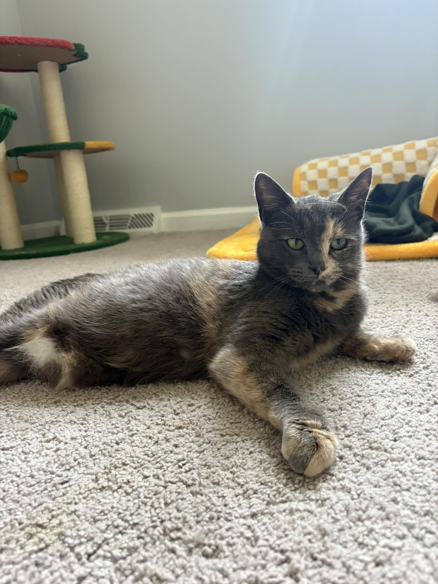 Enlarge *Gloria, a Adoptable Domestic Short Hair in Forest, VA image 1/1