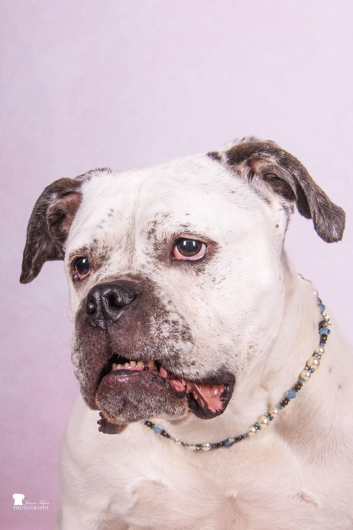 Mara, a Adopted American Bulldog in Mount Pleasant, SC image 2/3