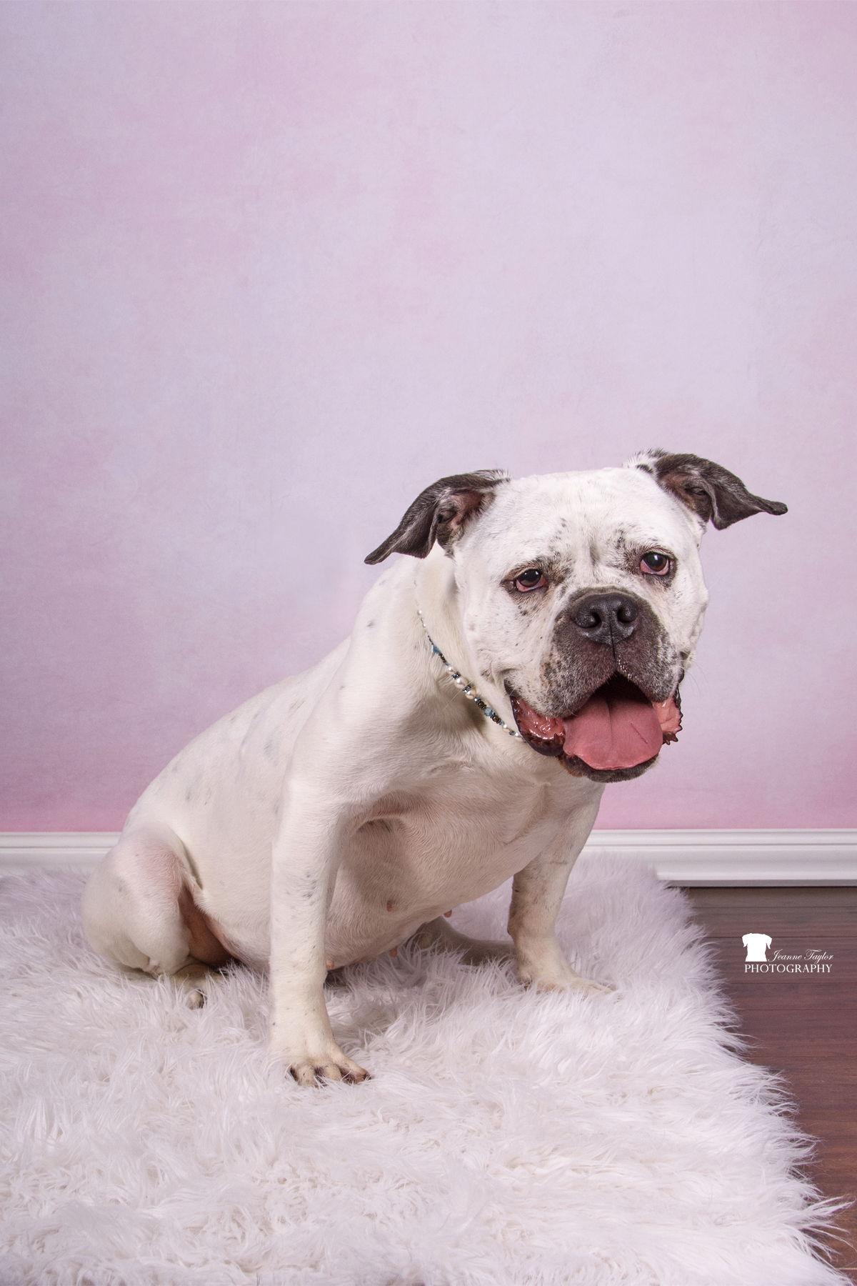 Mara, a Adopted American Bulldog in Mount Pleasant, SC image 3/3