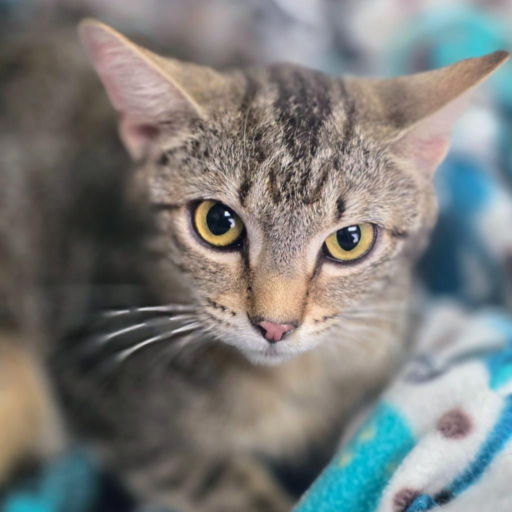 Nutmeg, Adoptable, Adult Female Domestic Short Hair.