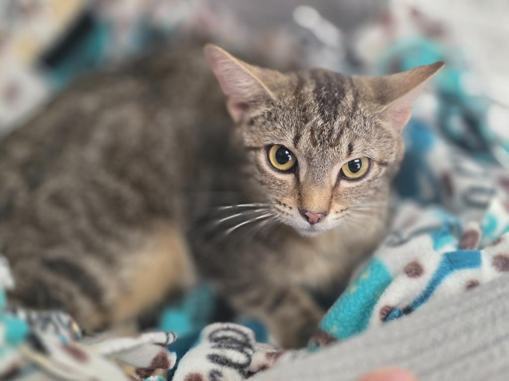Nutmeg, a Adoptable mixed breed in New Manchester, WV image 5/6
