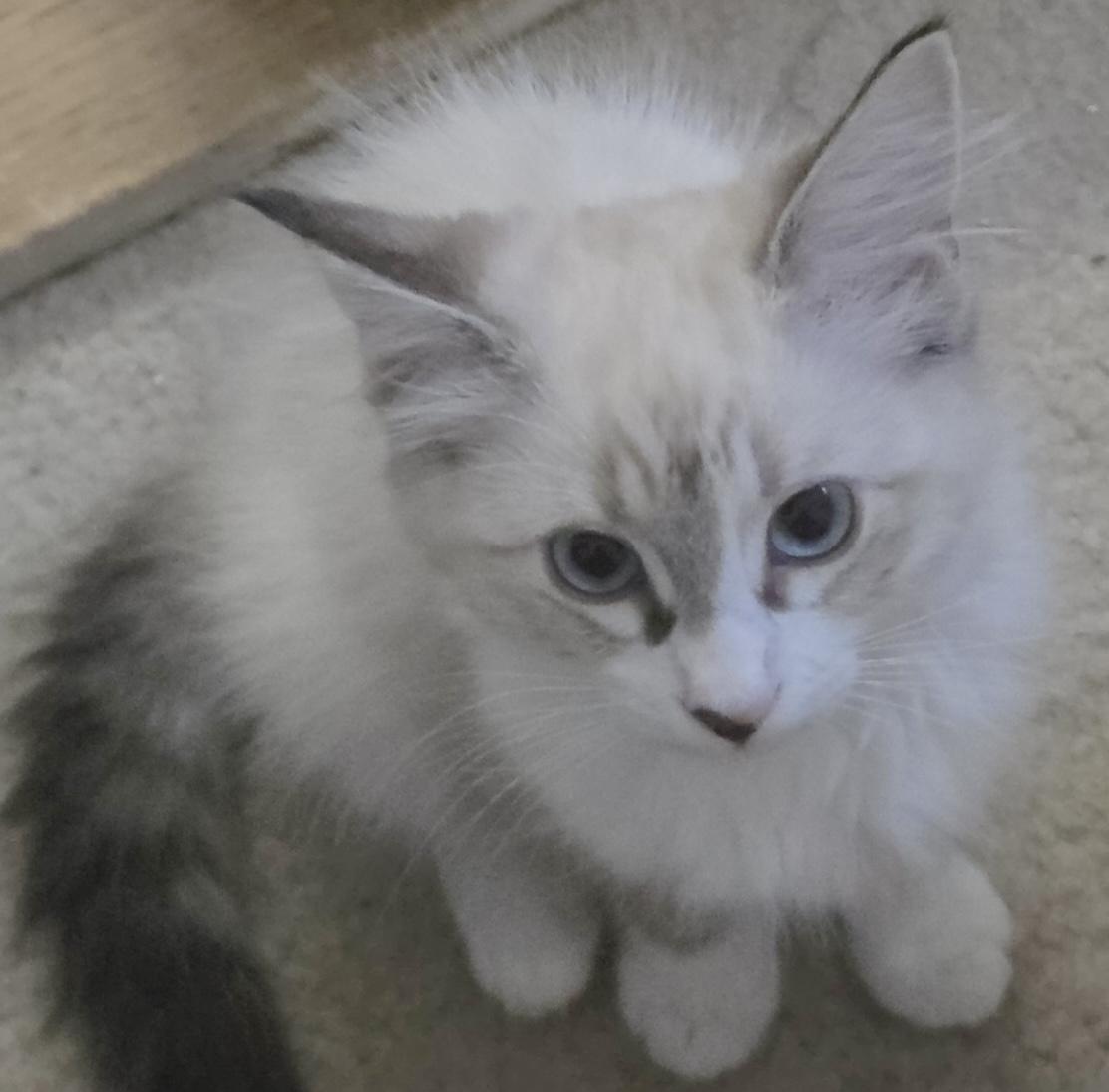 Enlarge CaryH, a Adoptable mixed breed in Fair Oaks, CA image 1/1