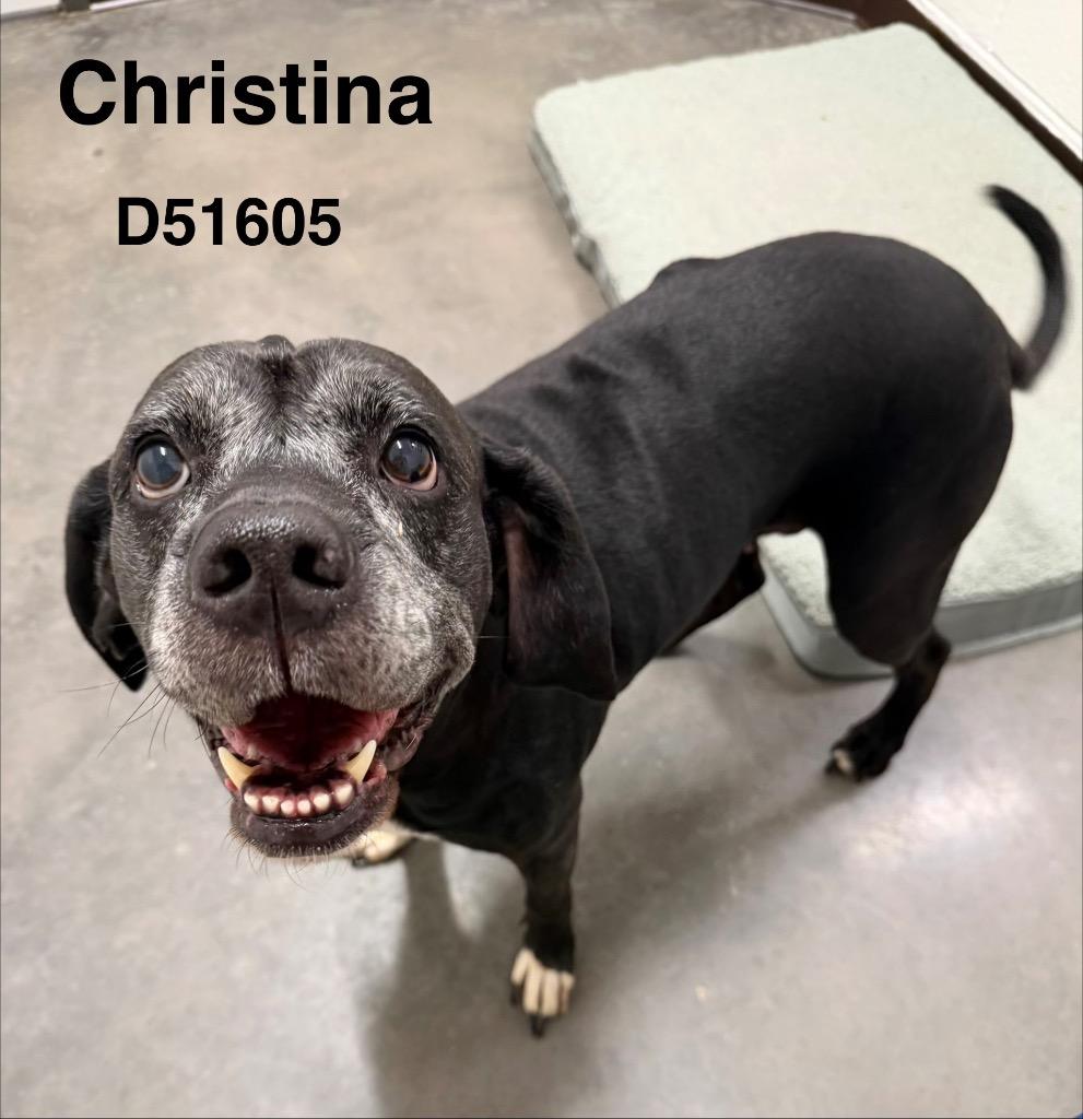 Christina, Adoptable, Adult Female Mixed Breed.