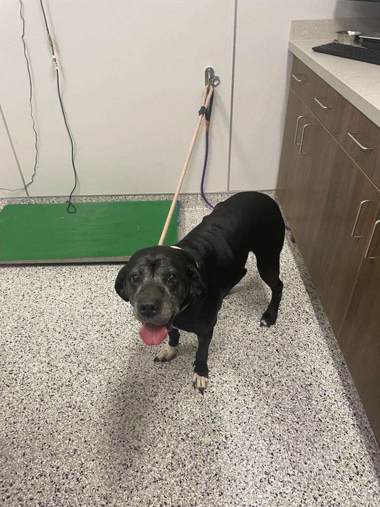 Enlarge Christina, a Adoptable Mixed Breed in Clarksville, TN image 2/3