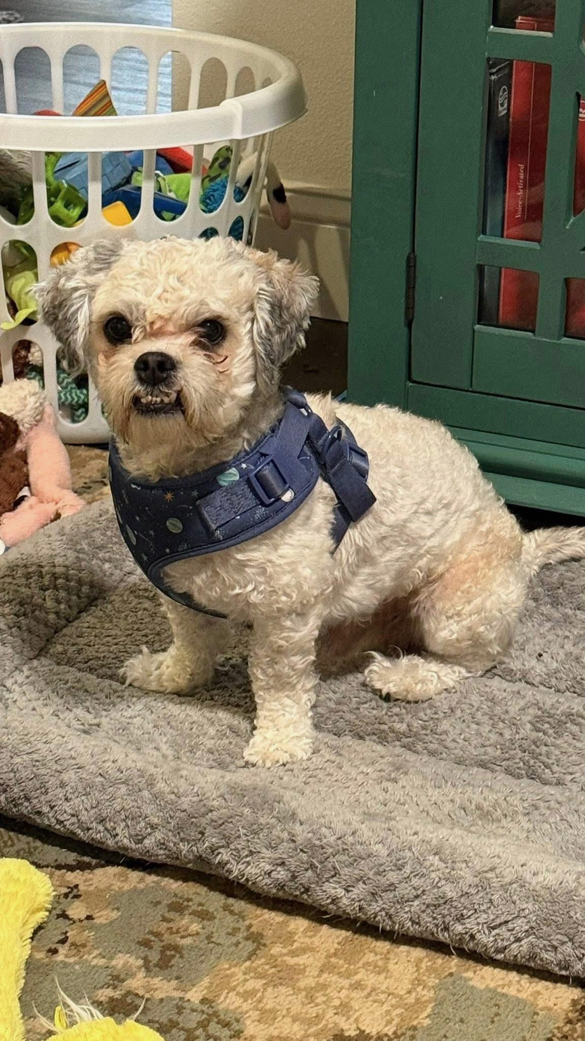 Enlarge Elf Turner, an adopted Shih Tzu in Plano, TX image 3/3