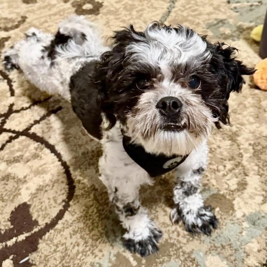 Enlarge Elf Turner, an adopted Shih Tzu in Plano, TX image 1/3