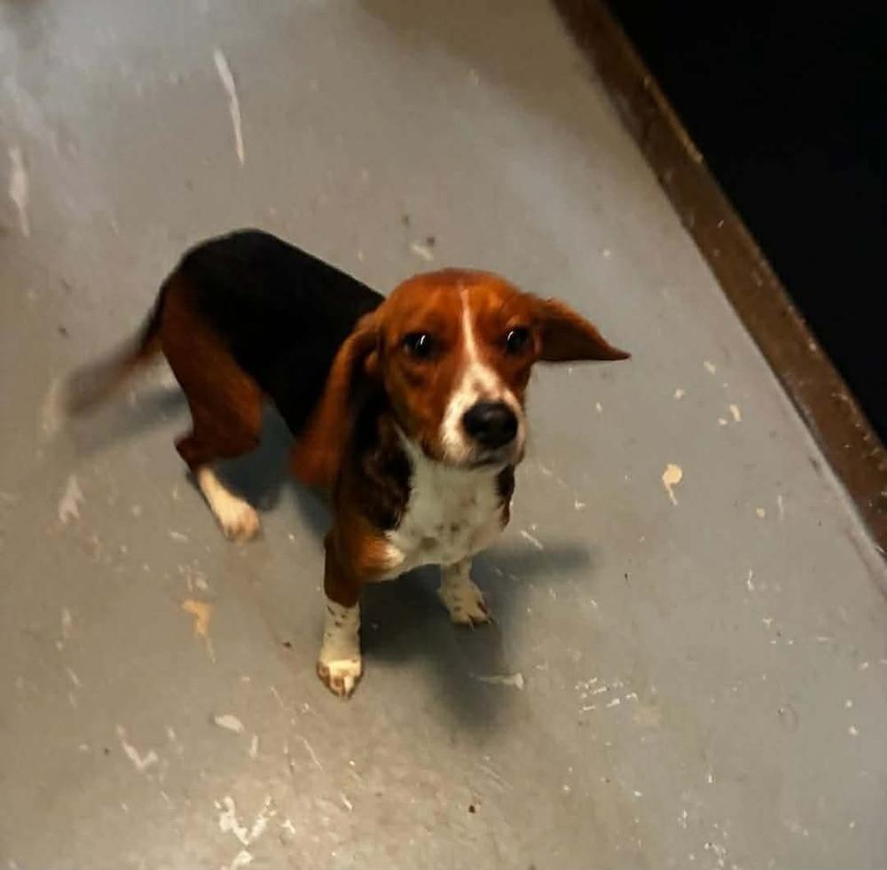 Enlarge Georgia, a Adoptable mixed breed in Galena, OH image 1/2