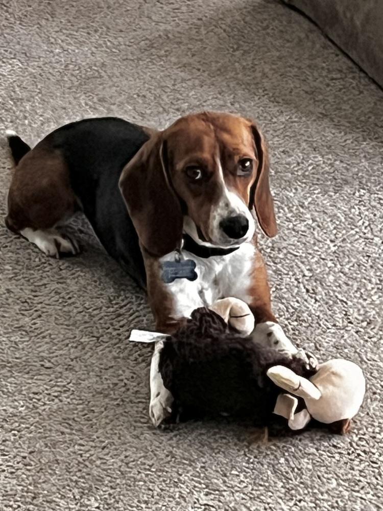 Enlarge Georgia, a Adoptable mixed breed in Galena, OH image 2/2