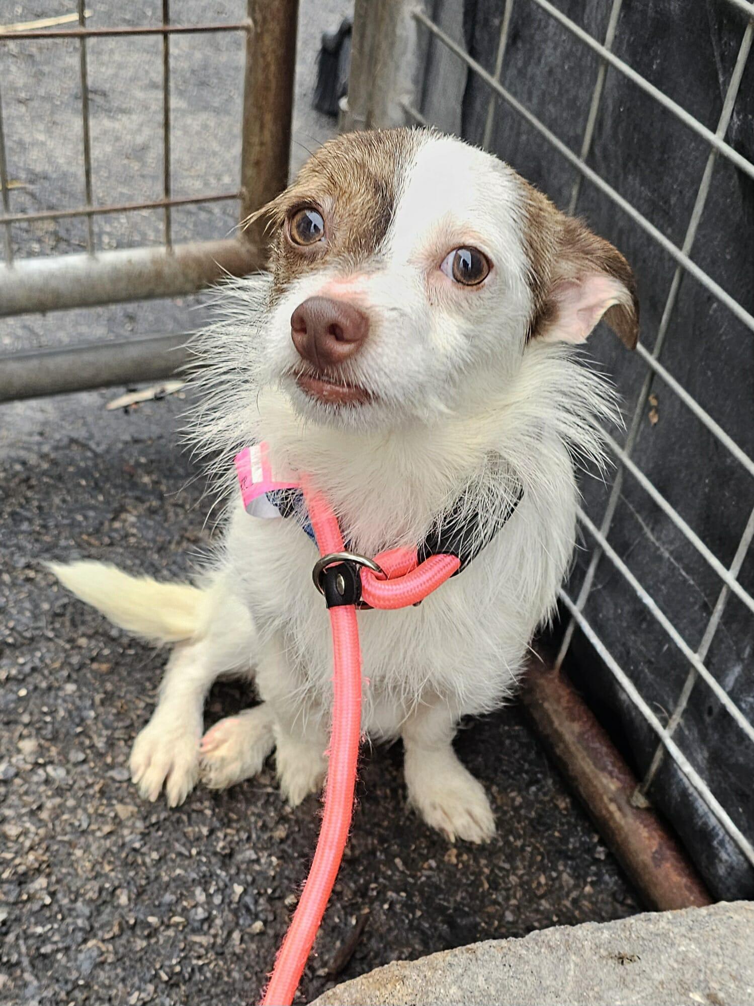 Snowflake ~ new arrival