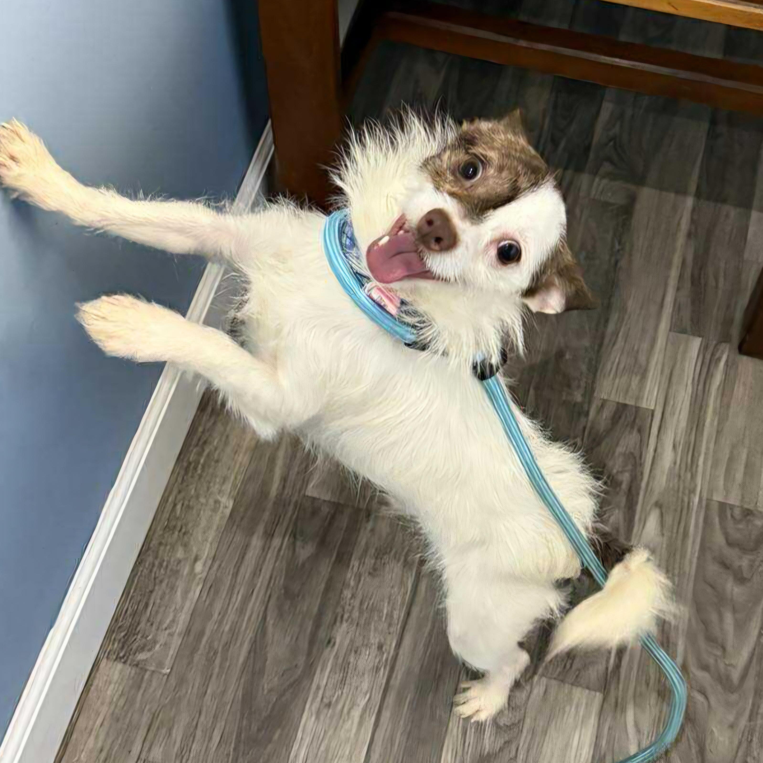 Snowflake ~ new arrival, Adoptable, Adult Male Cairn Terrier & Chihuahua.