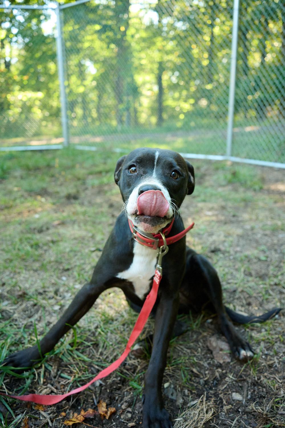 Enlarge Pepper, a Adoptable mixed breed in Floyd, VA image 3/5