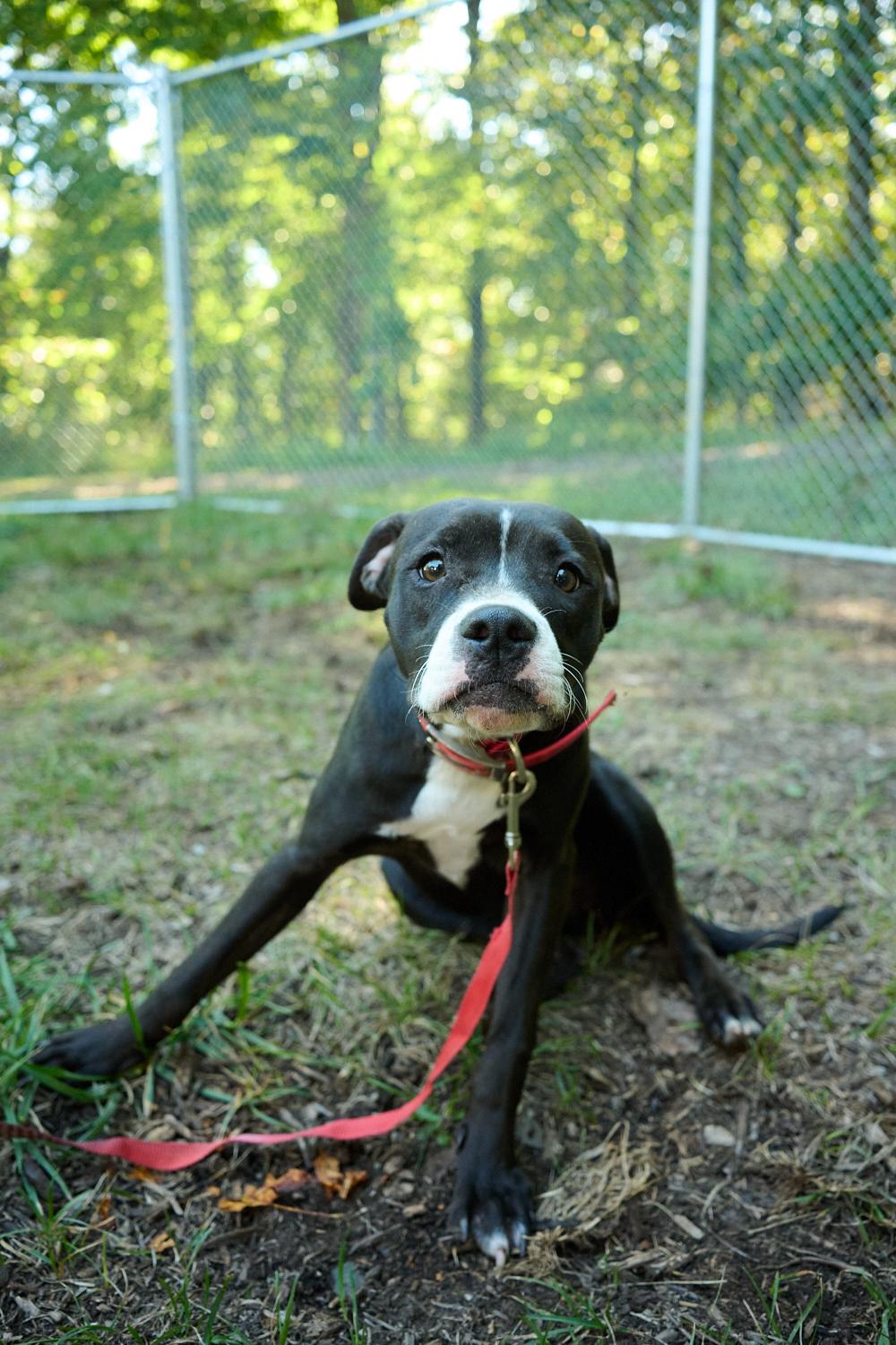 Pepper, Adoptable, Young Female Terrier.