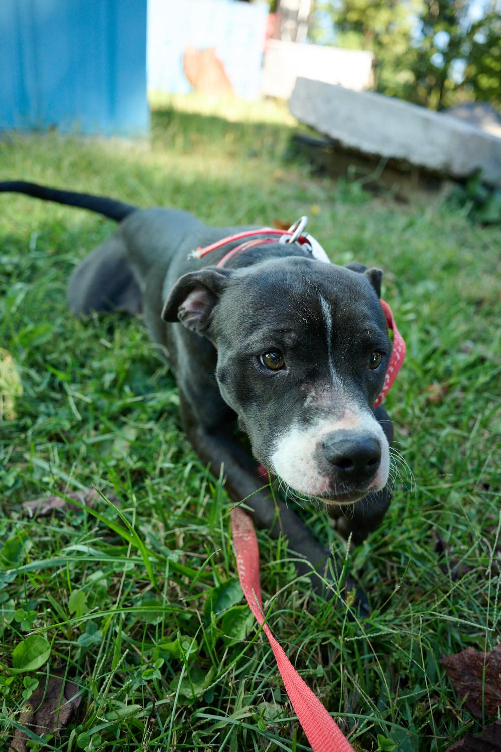 Enlarge Pepper, a Adoptable mixed breed in Floyd, VA image 2/5