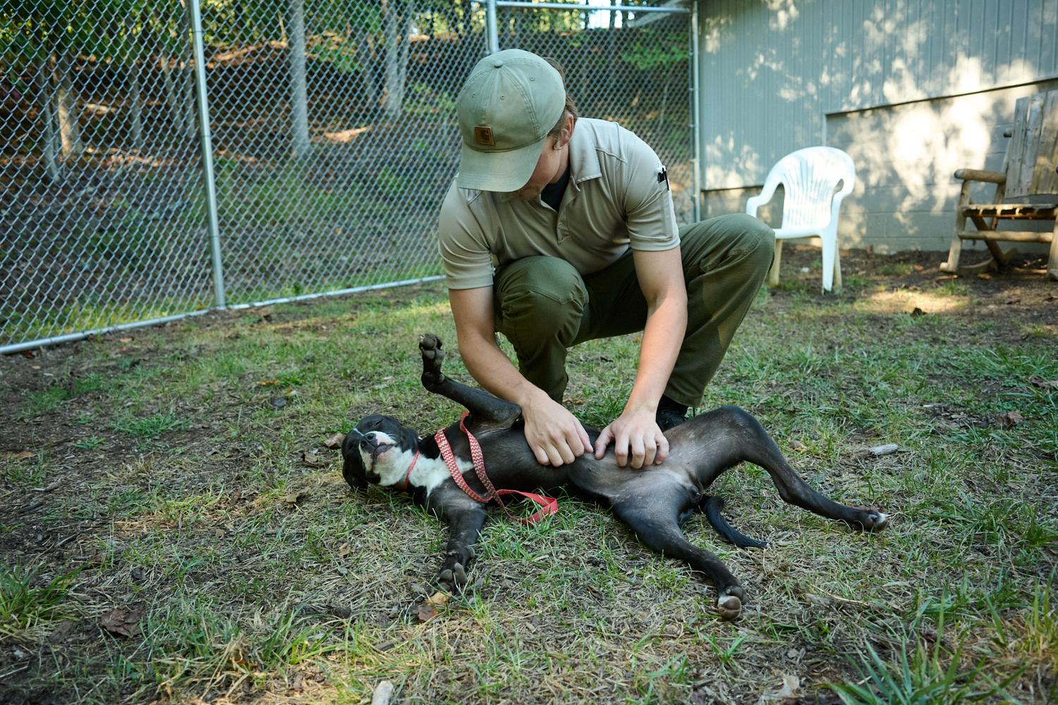 Enlarge Pepper, a Adoptable mixed breed in Floyd, VA image 4/5