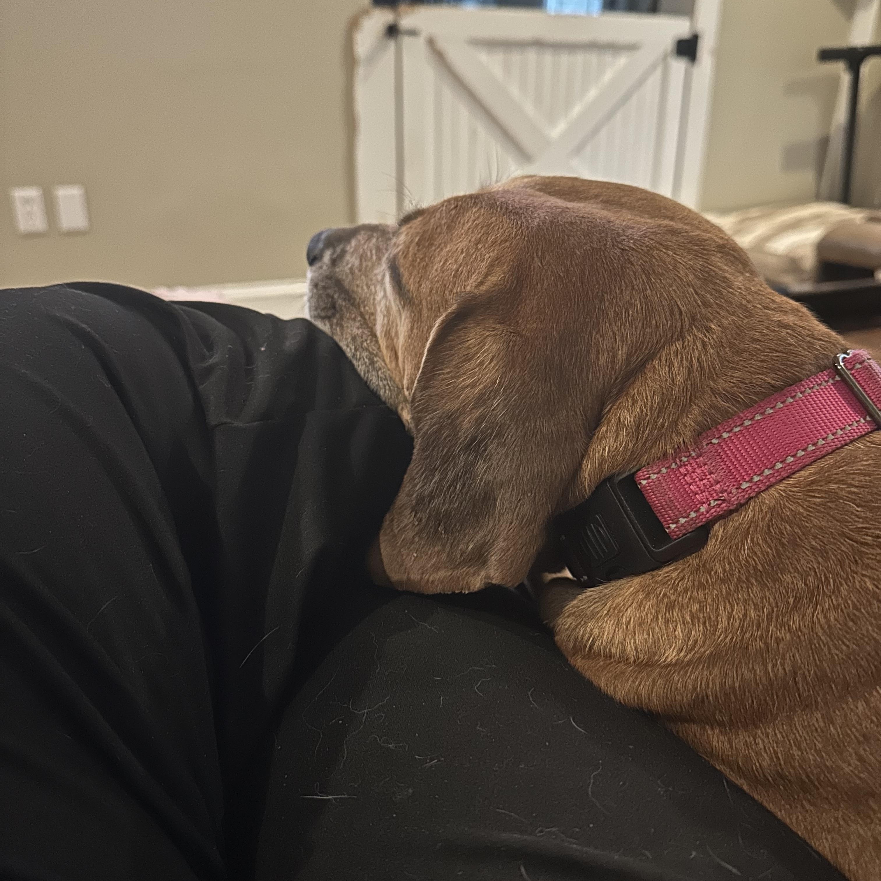 Enlarge Sady (D2014), a Adoptable mixed breed in Hayes, VA image 2/5