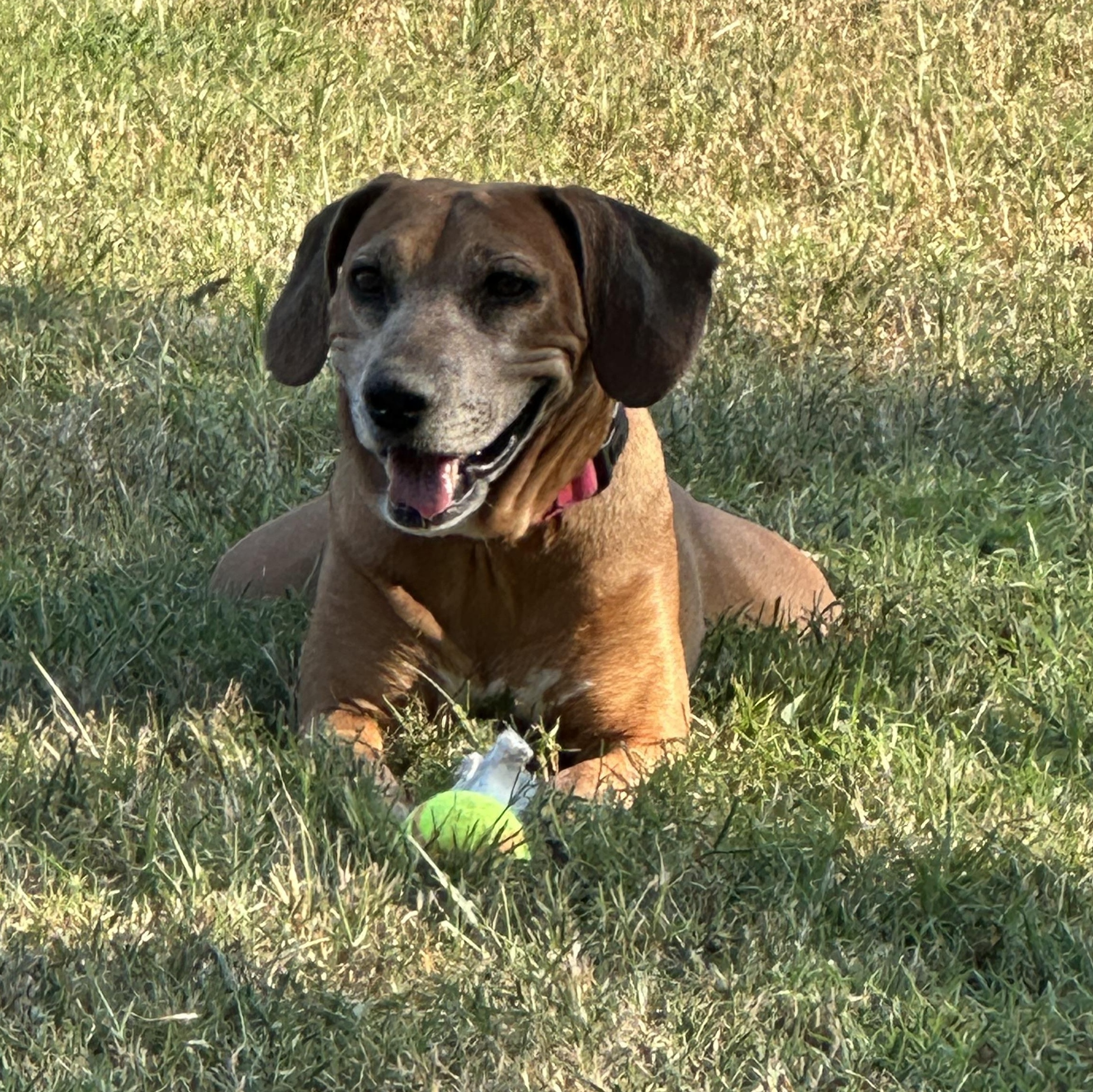 Sady (D2014), Adoptable, Adult Female Hound & Rhodesian Ridgeback.