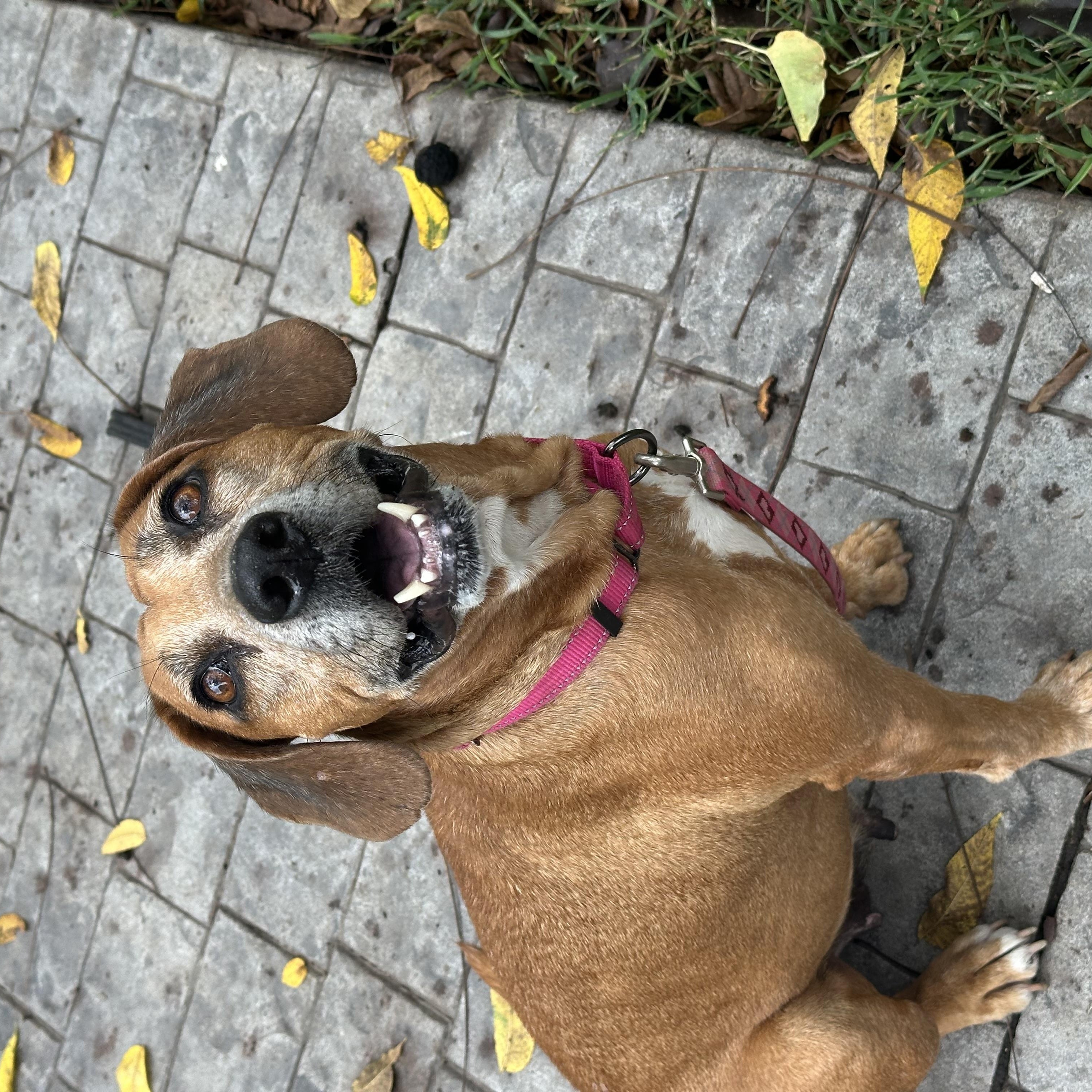 Enlarge Sady (D2014), a Adoptable mixed breed in Hayes, VA image 4/5