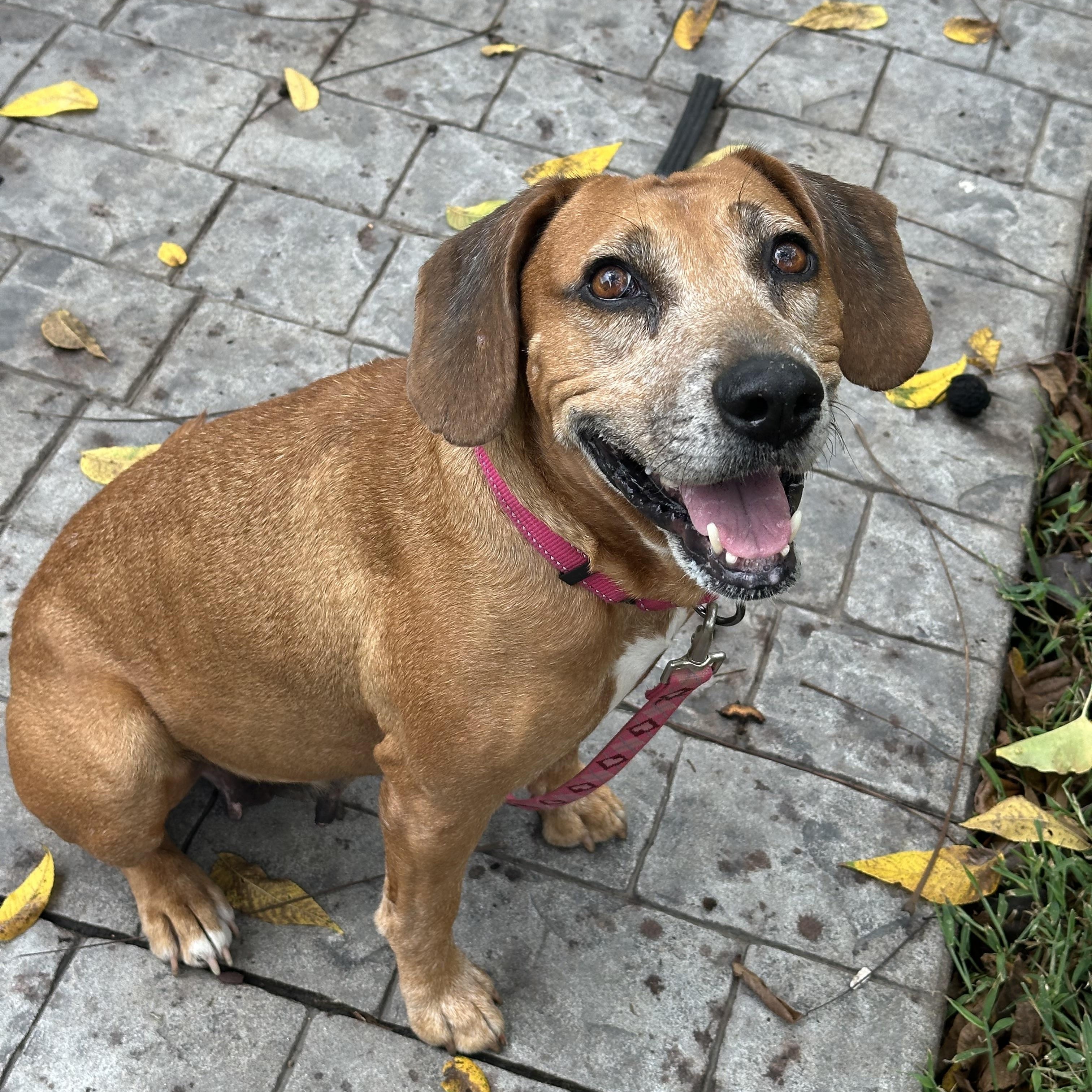 Enlarge Sady (D2014), a Adoptable mixed breed in Hayes, VA image 5/5