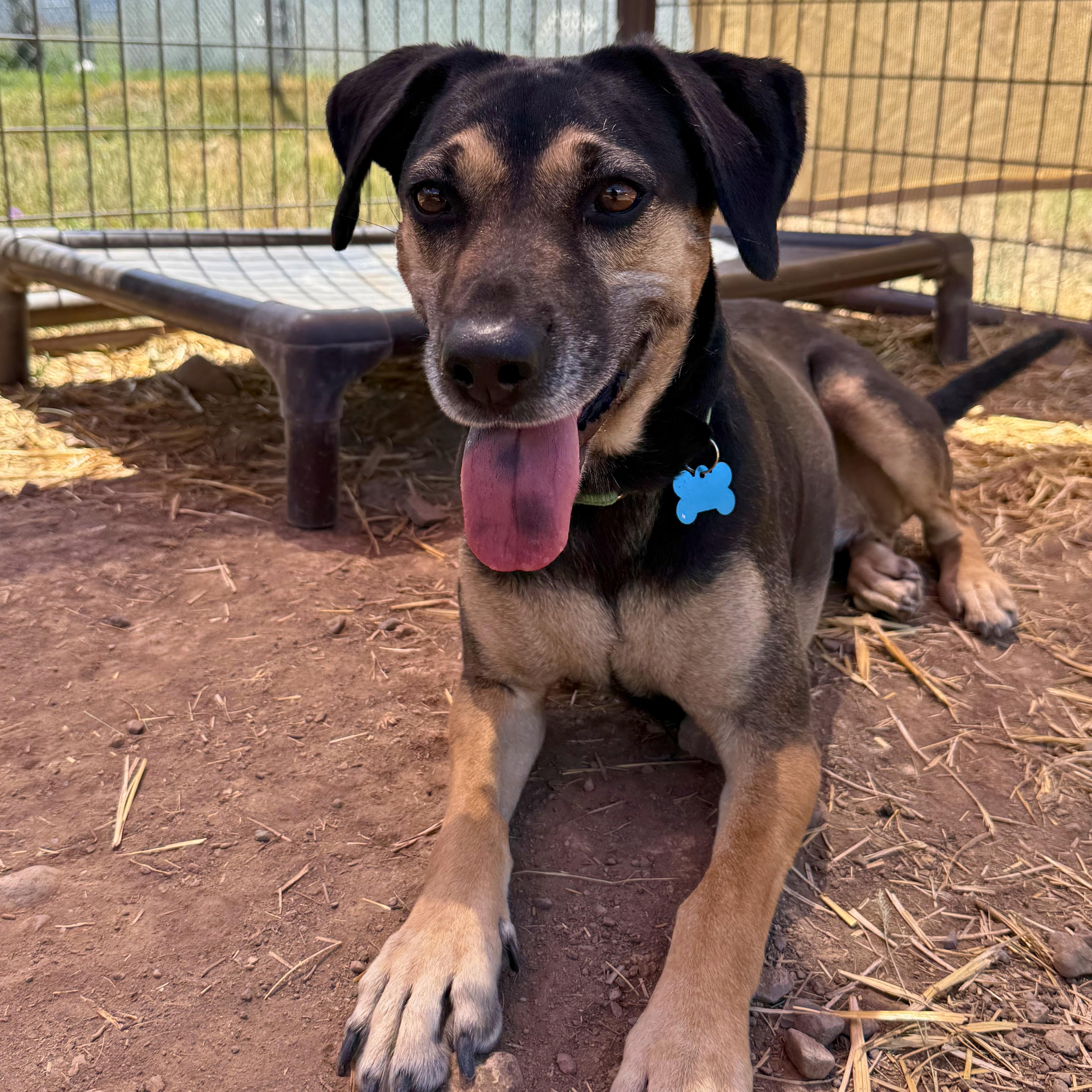 Hera, a ADOPTABLE mixed breed in Ridgway, CO image 6/6