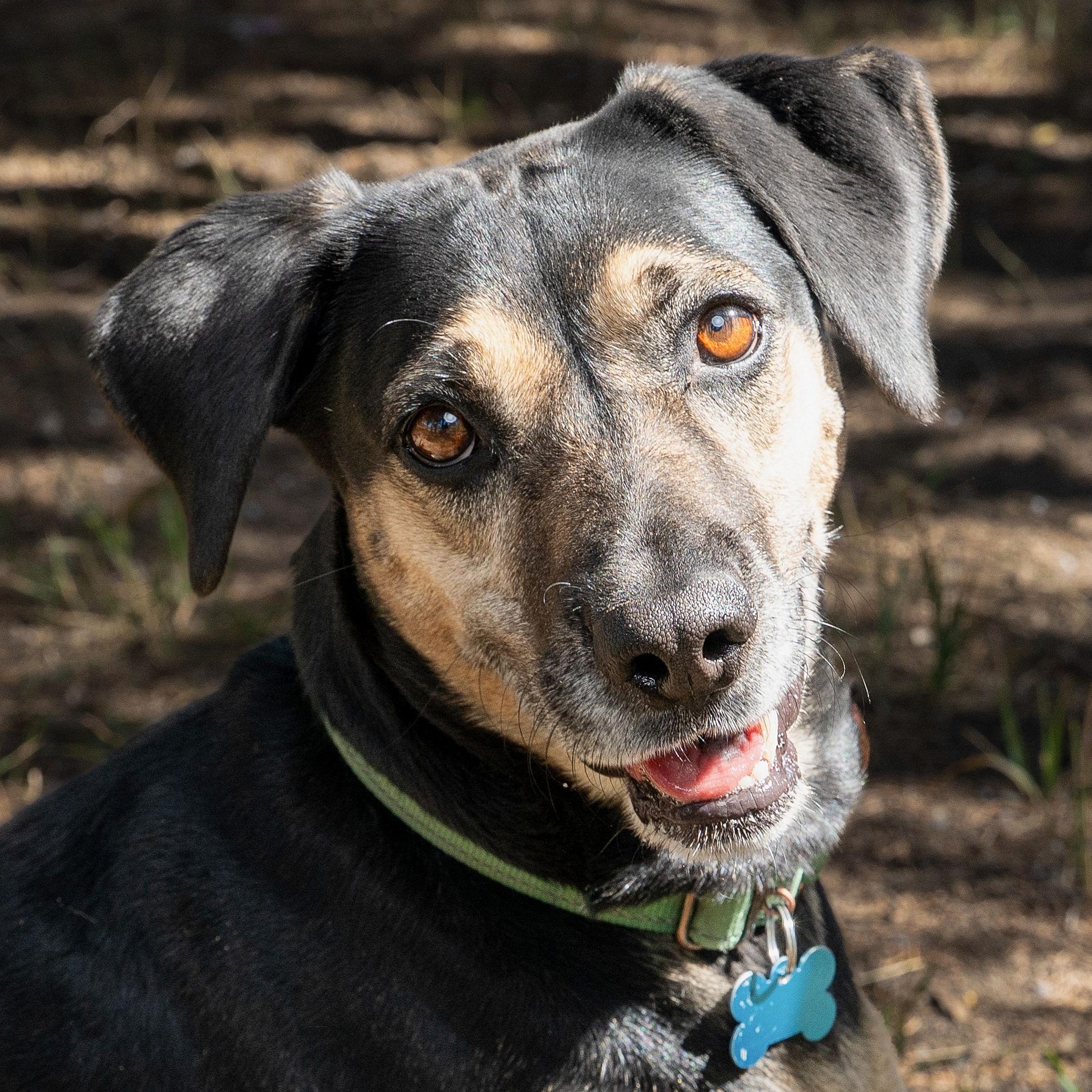 Hera, ADOPTABLE, Adult Female Mixed Breed & Labrador Retriever.