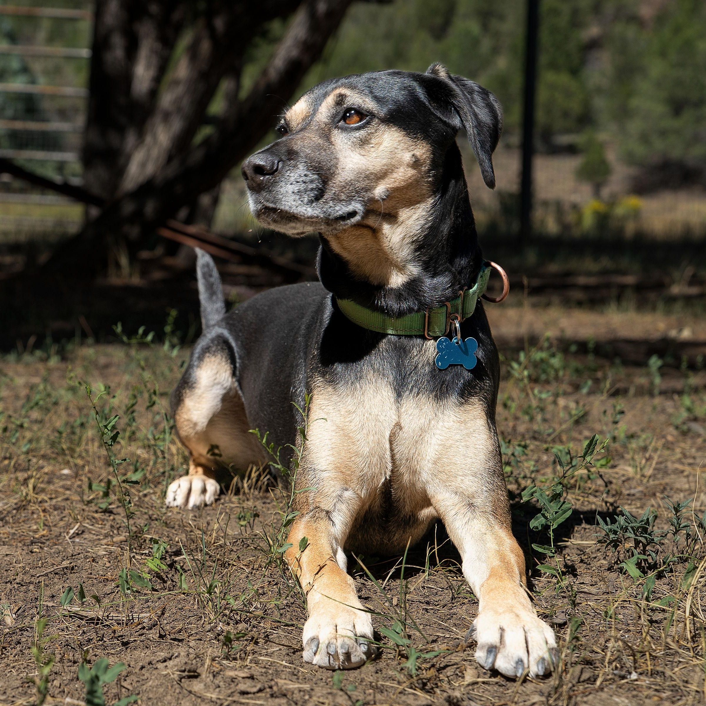Enlarge Hera, a ADOPTABLE mixed breed in Ridgway, CO image 4/6