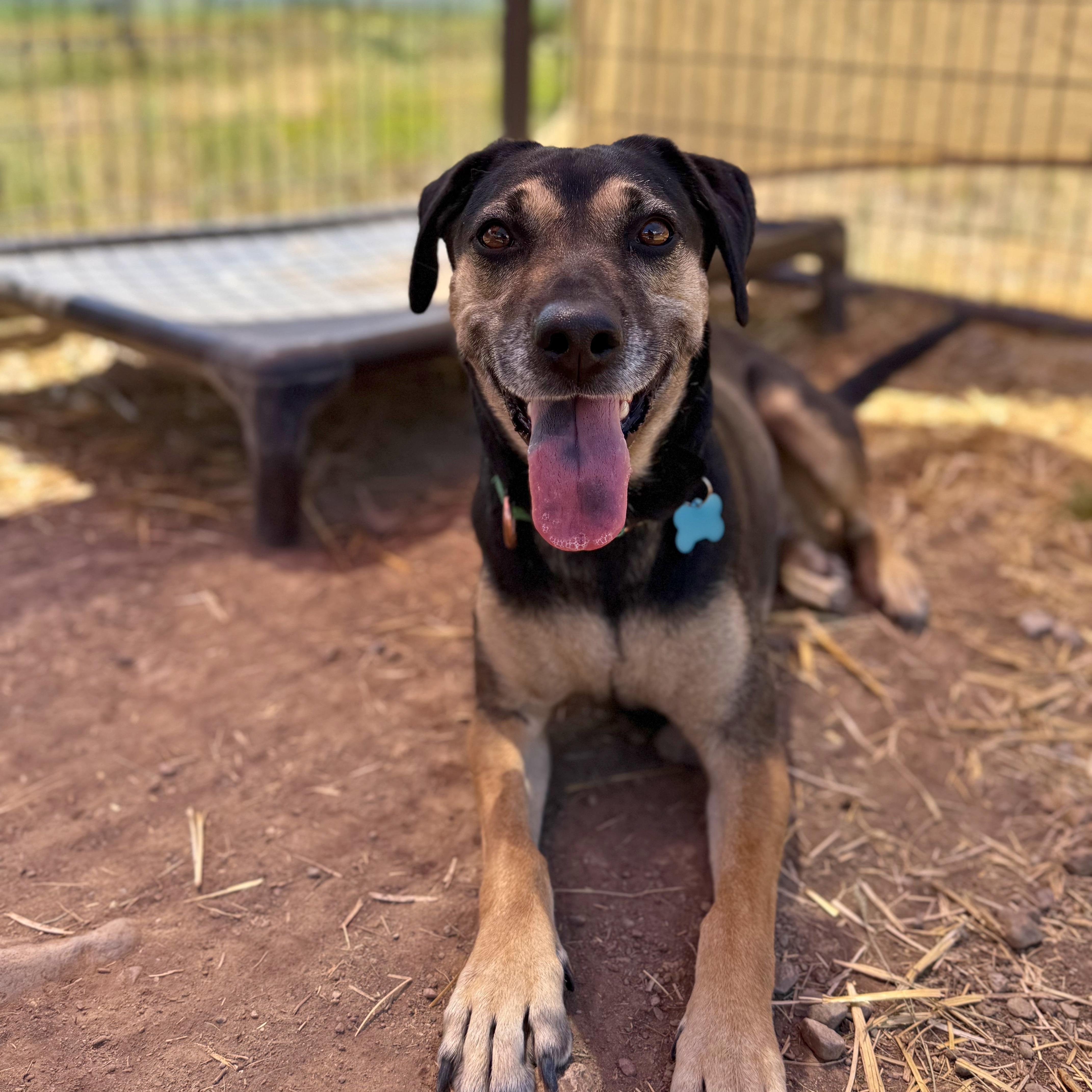 Hera, a ADOPTABLE mixed breed in Ridgway, CO image 4/6