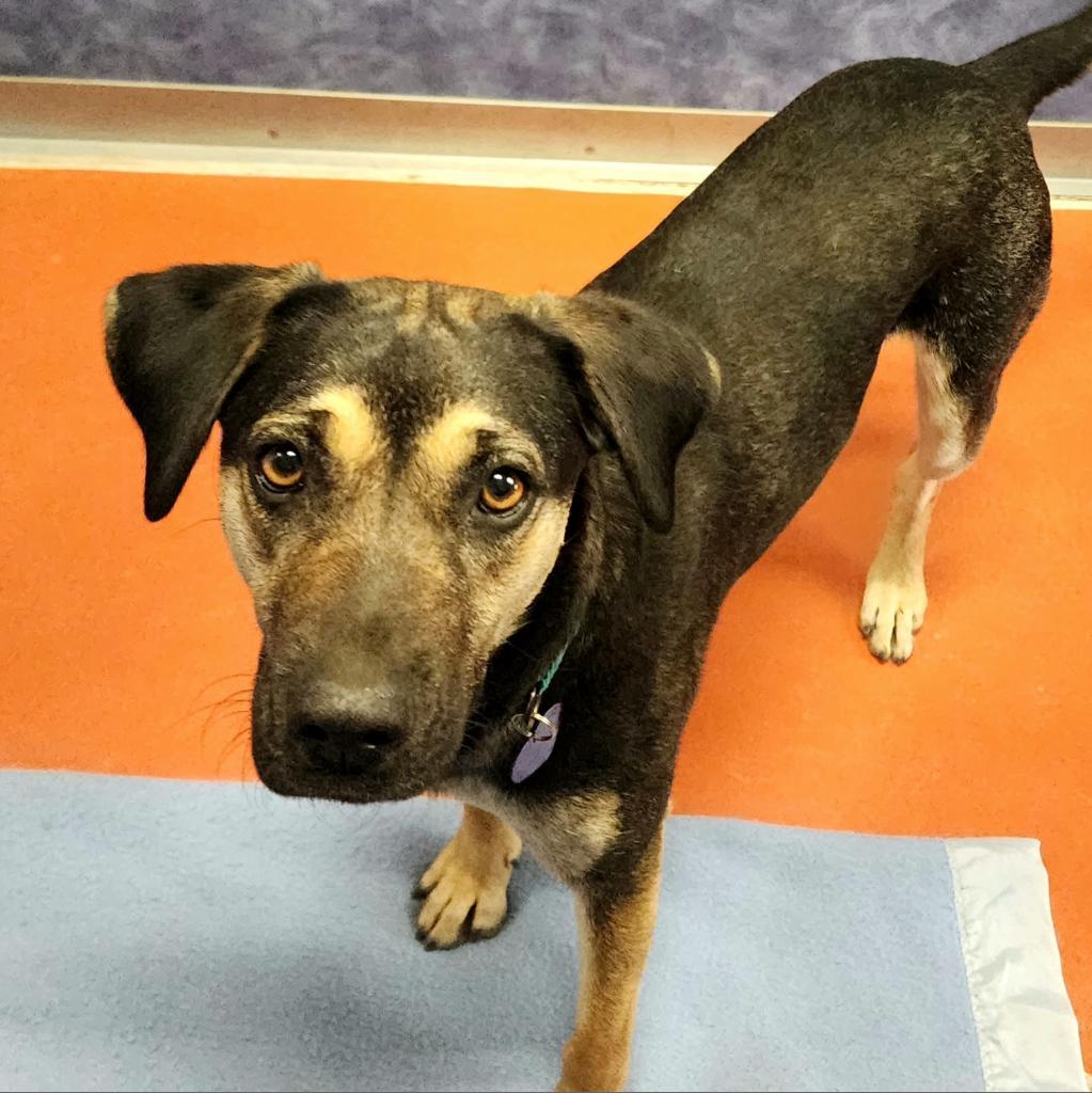 Hera, a ADOPTABLE mixed breed in Ridgway, CO image 3/6
