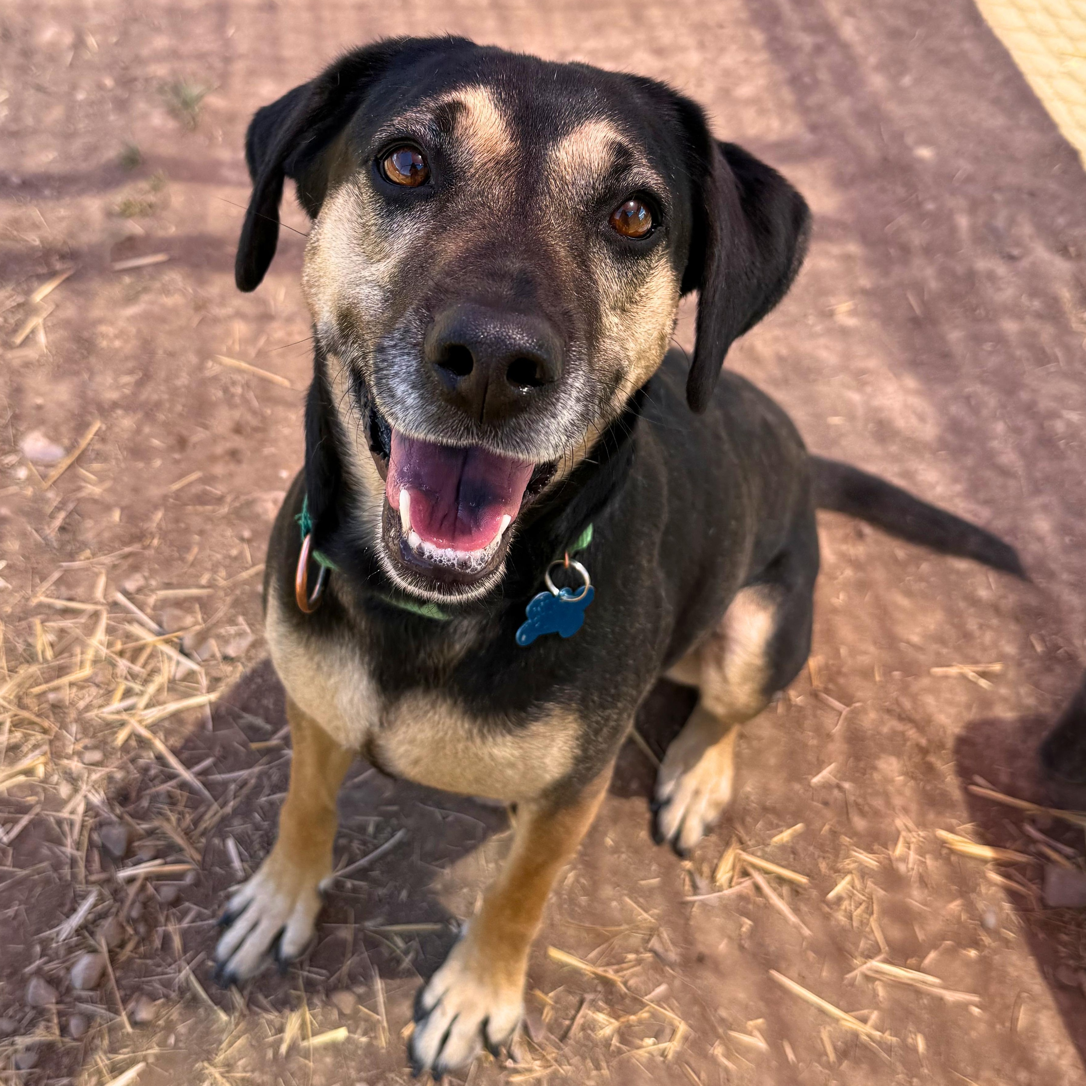 Hera, a ADOPTABLE mixed breed in Ridgway, CO image 1/6