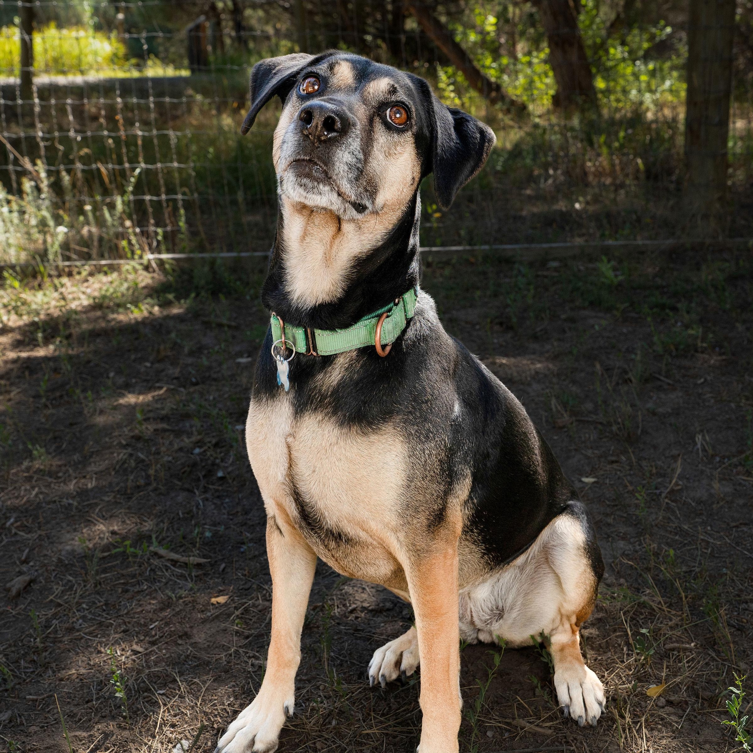 Enlarge Hera, a ADOPTABLE mixed breed in Ridgway, CO image 5/6