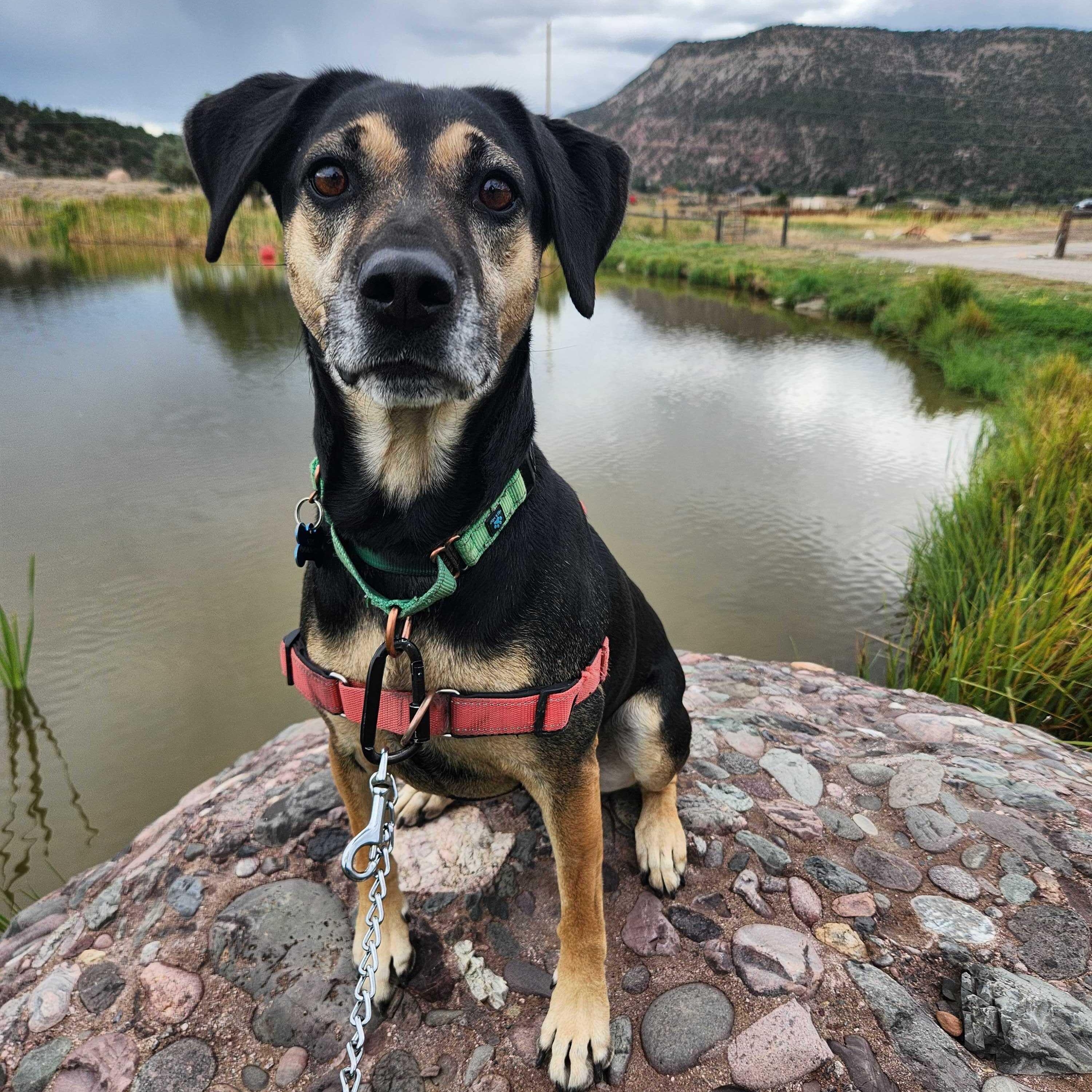 Enlarge Hera, a ADOPTABLE mixed breed in Ridgway, CO image 2/6