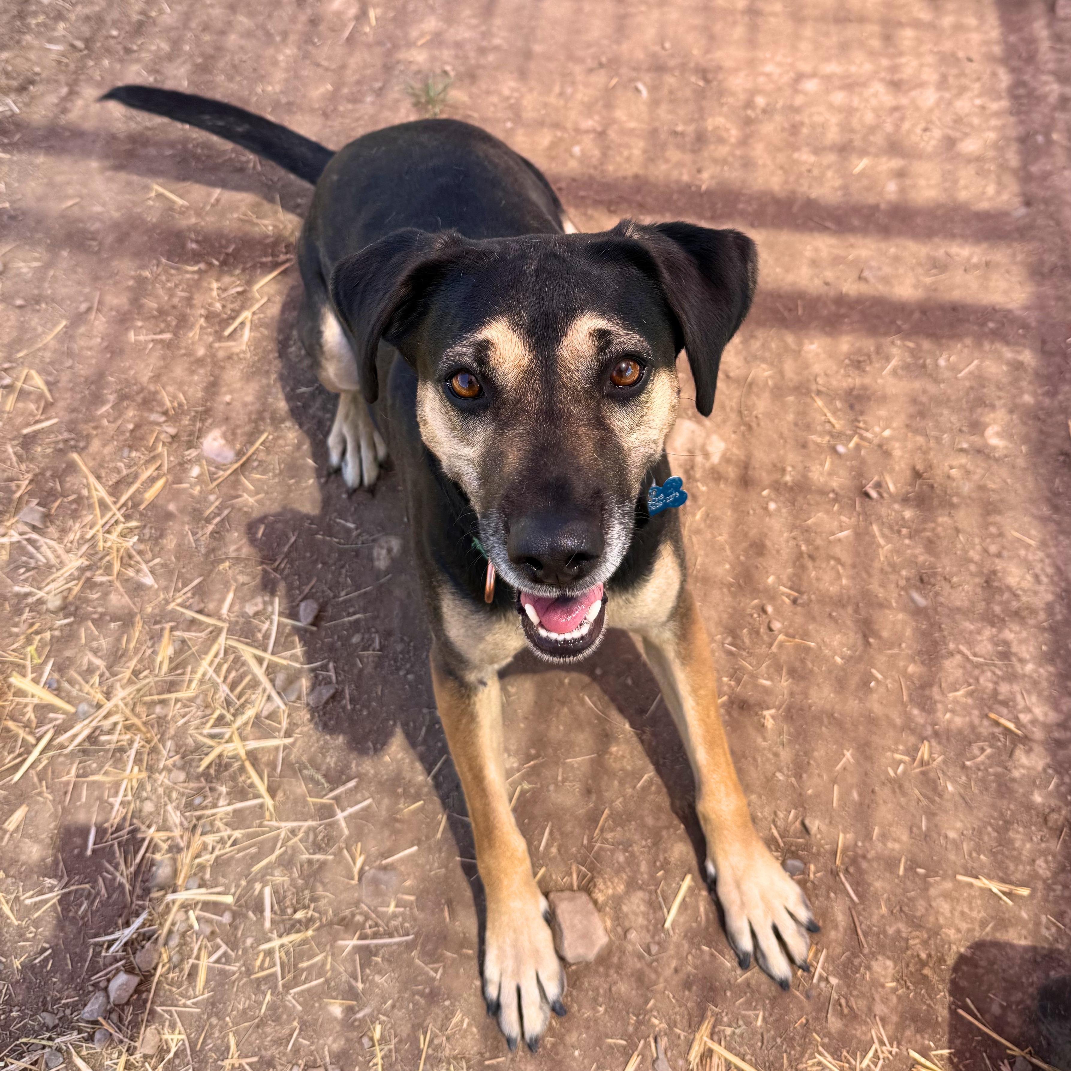 Hera, a ADOPTABLE mixed breed in Ridgway, CO image 2/6