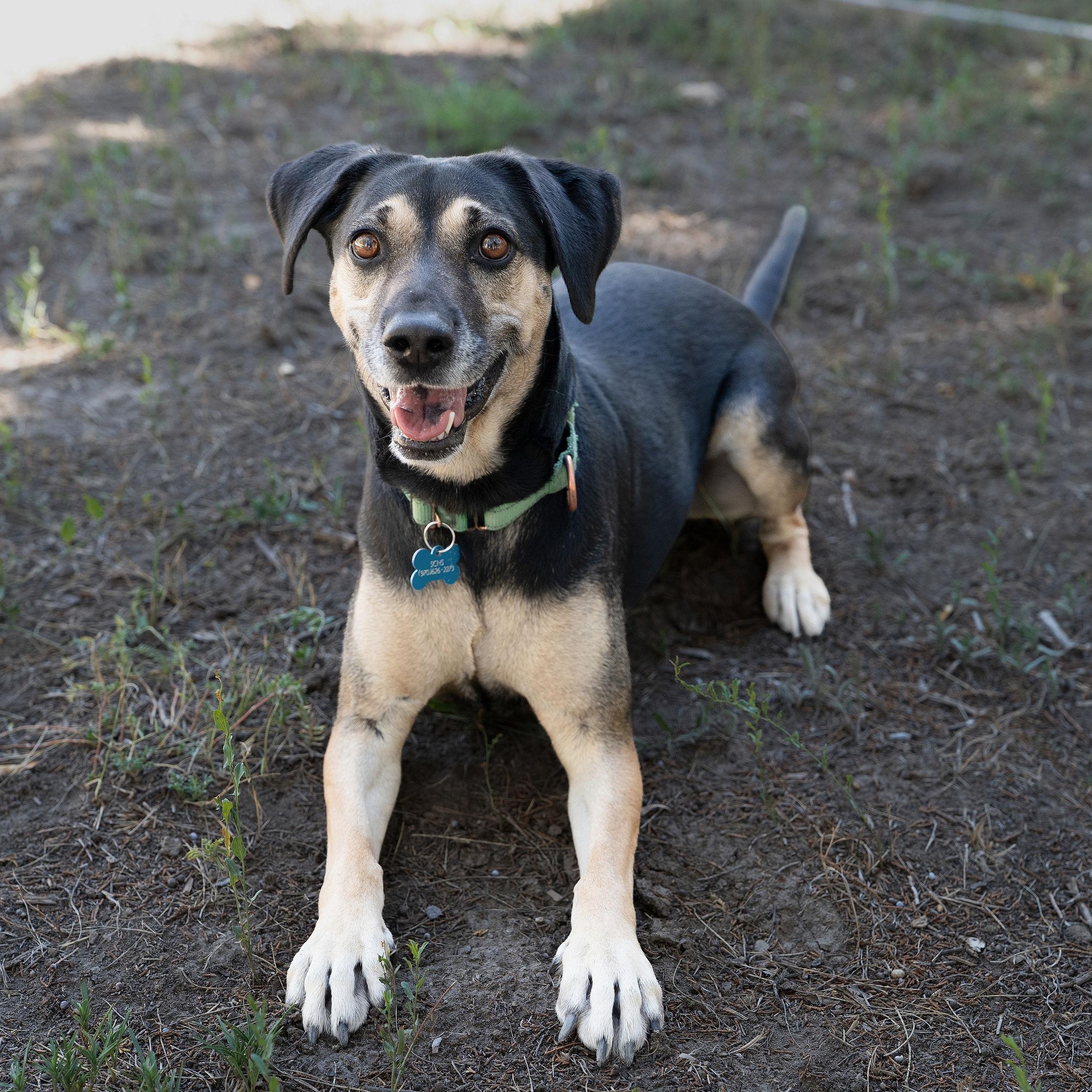 Enlarge Hera, a ADOPTABLE mixed breed in Ridgway, CO image 6/6
