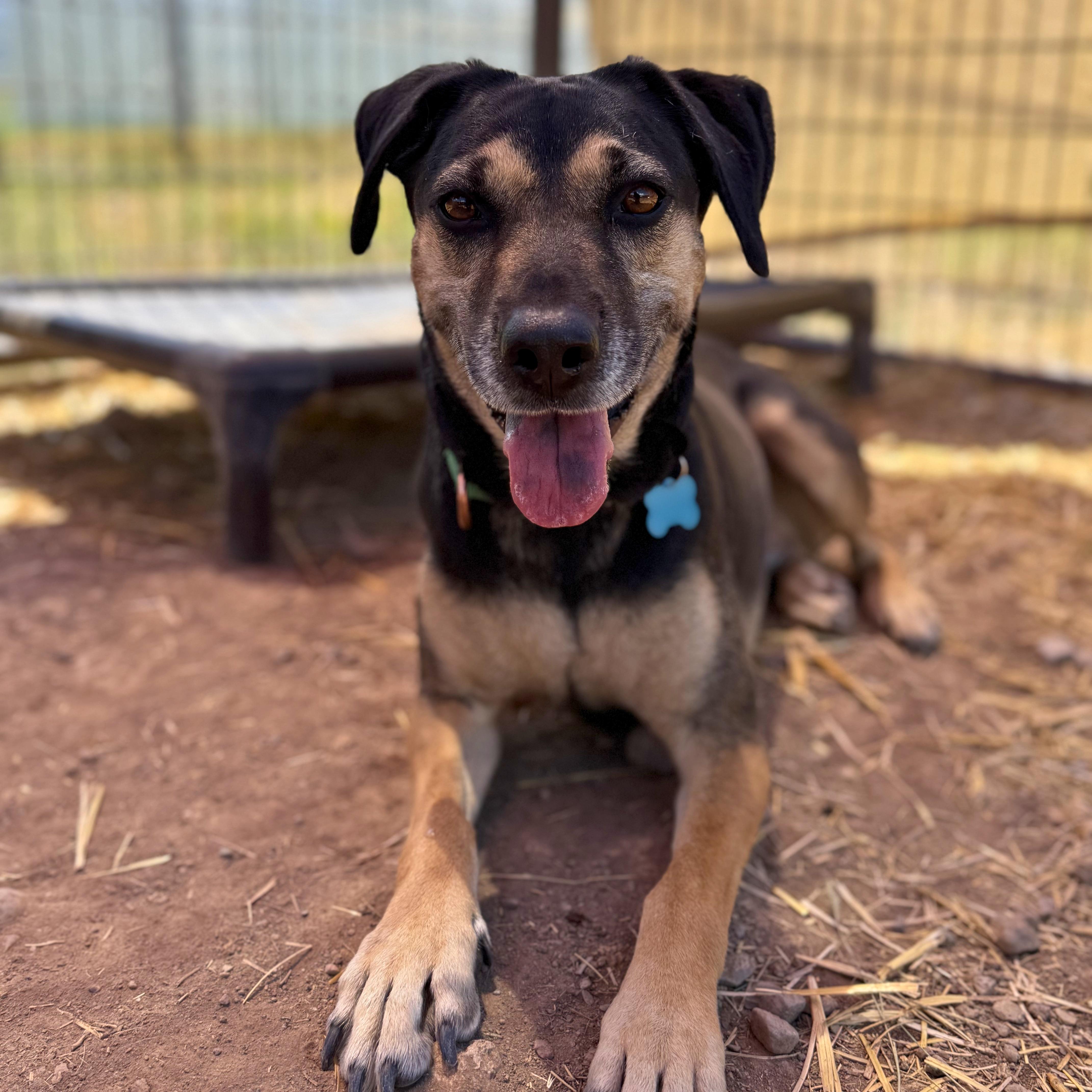Hera, a ADOPTABLE mixed breed in Ridgway, CO image 5/6