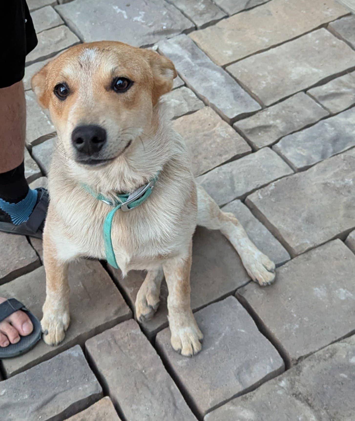 Enlarge Sarge, a Adopted Australian Cattle Dog / Blue Heeler in Spokane, WA image 3/3