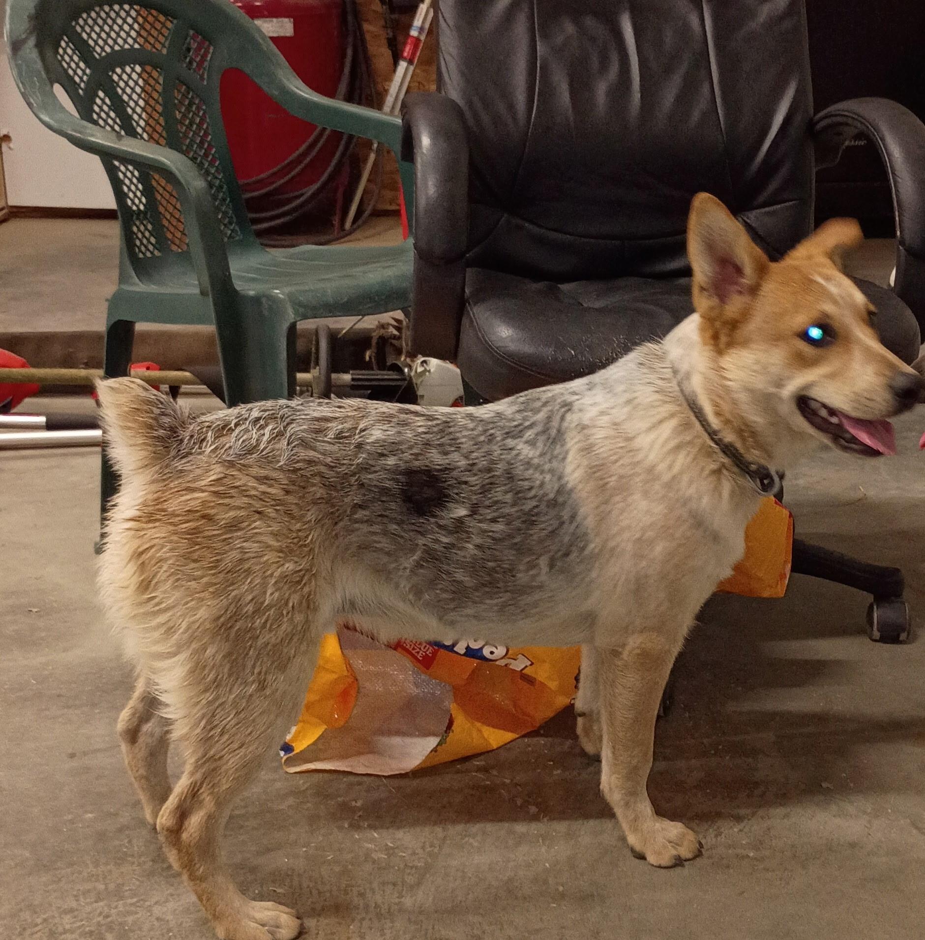 Enlarge Sarge, a Adopted Australian Cattle Dog / Blue Heeler in Spokane, WA image 2/3