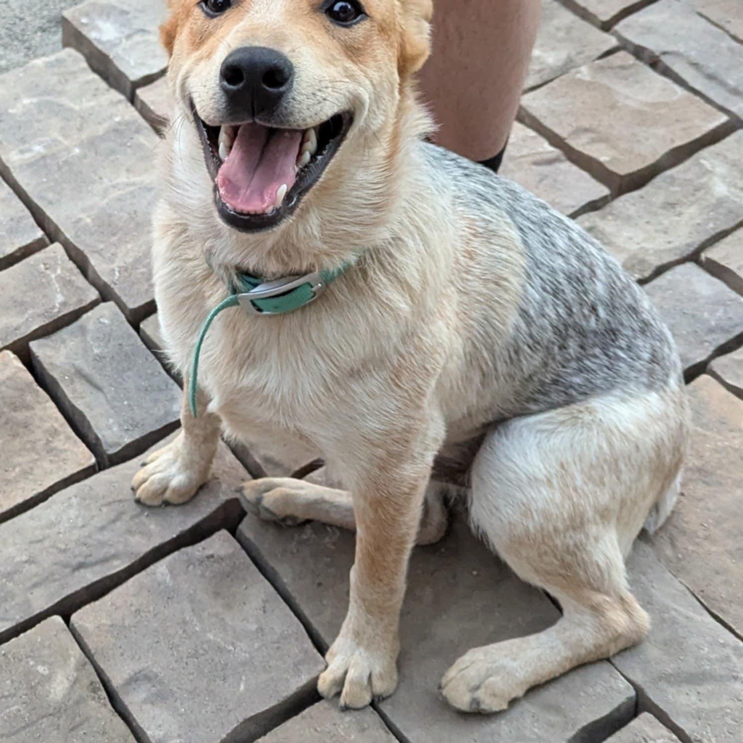 Enlarge Sarge, a Adopted Australian Cattle Dog / Blue Heeler in Spokane, WA image 1/3