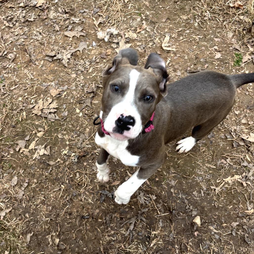 Nyteburn, a Adoptable mixed breed in Fredericksburg, VA image 1/5