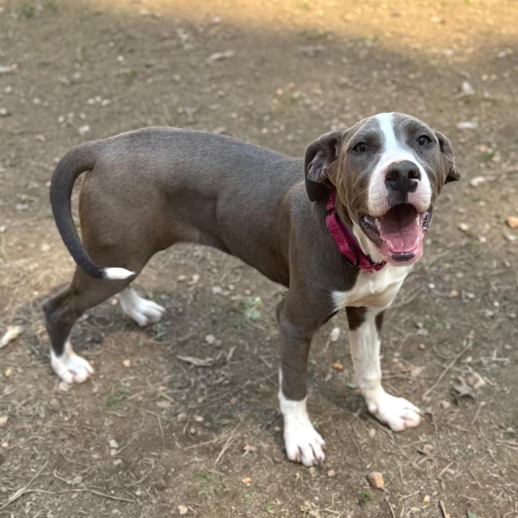 Nyteburn, a Adoptable mixed breed in Fredericksburg, VA image 2/5