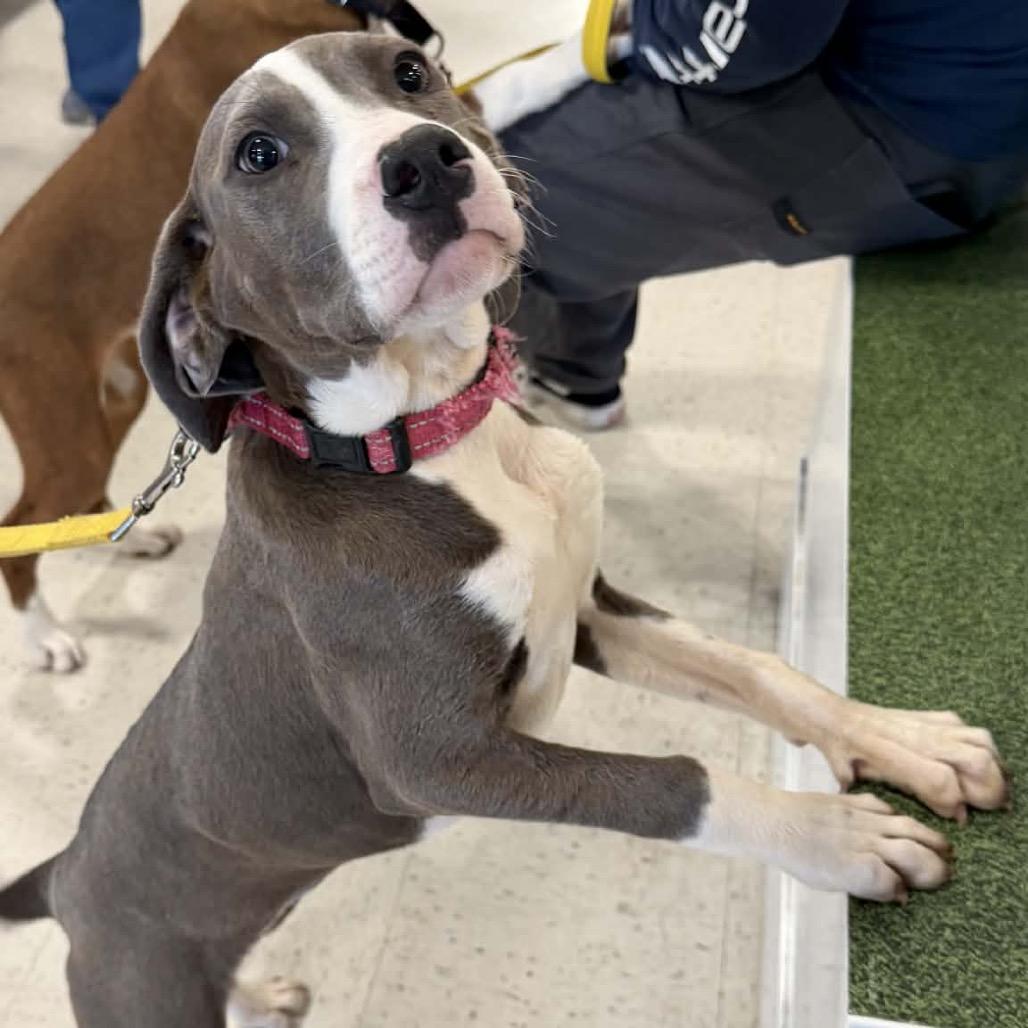 Nyteburn, a Adoptable mixed breed in Fredericksburg, VA image 3/5