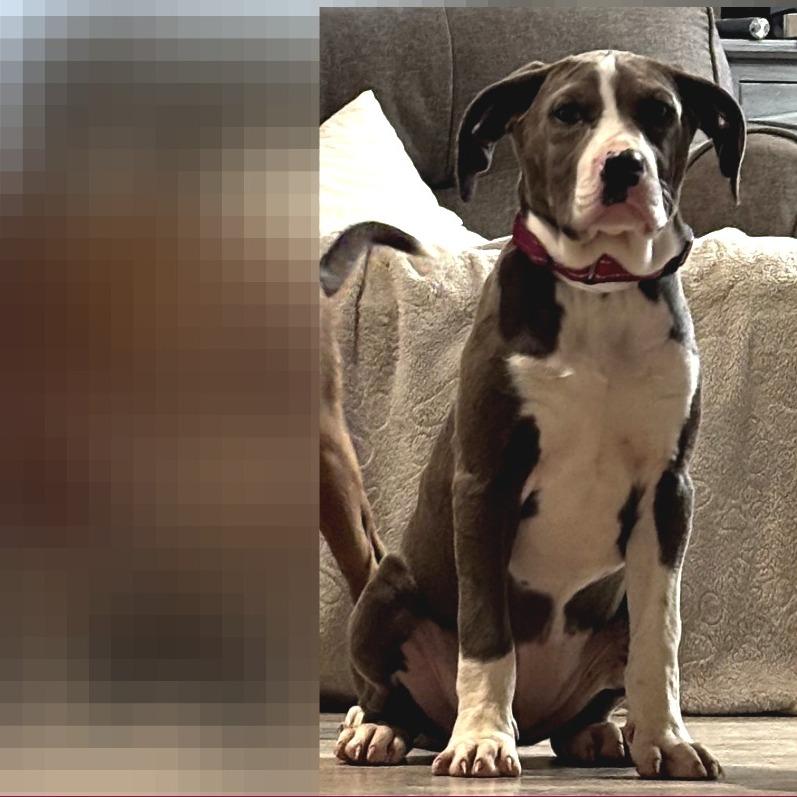 Nyteburn, a Adoptable mixed breed in Fredericksburg, VA image 4/5