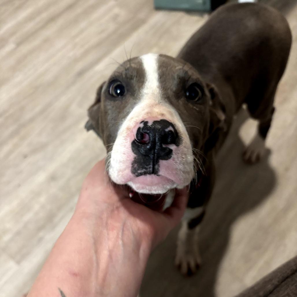 Nyteburn, a Adoptable mixed breed in Fredericksburg, VA image 5/5