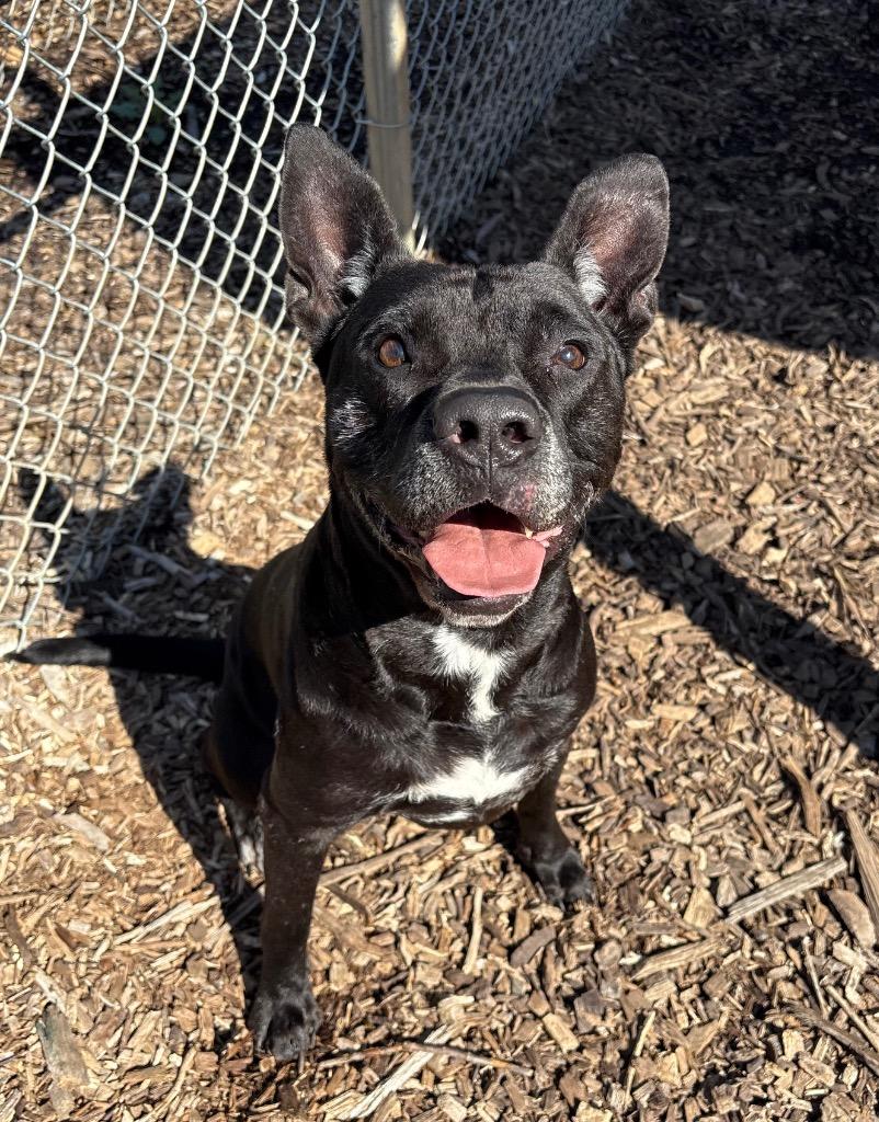 Enlarge Logan / AC 27836, a Adoptable mixed breed in Greeneville, TN image 1/6