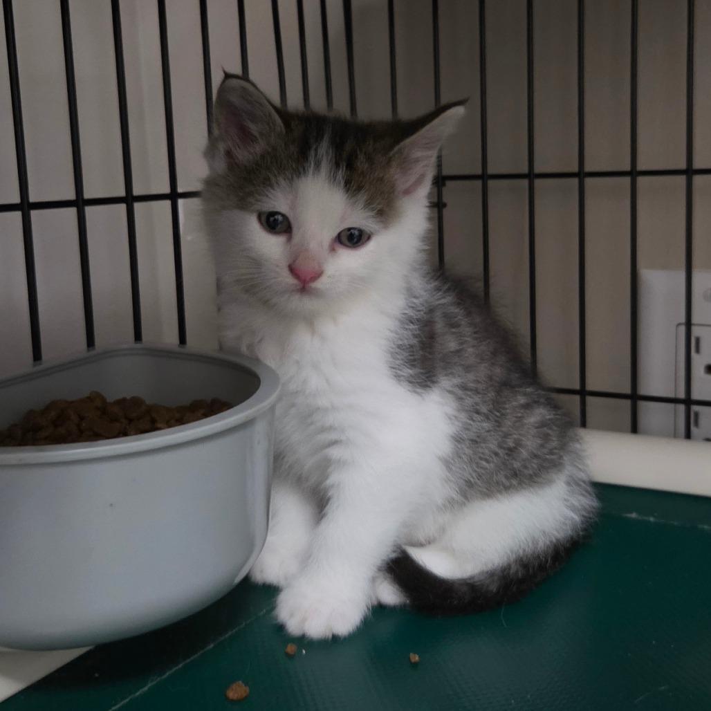 Enlarge Matcha, a Adoptable Domestic Short Hair in Meadow Lake, SK image 1/1